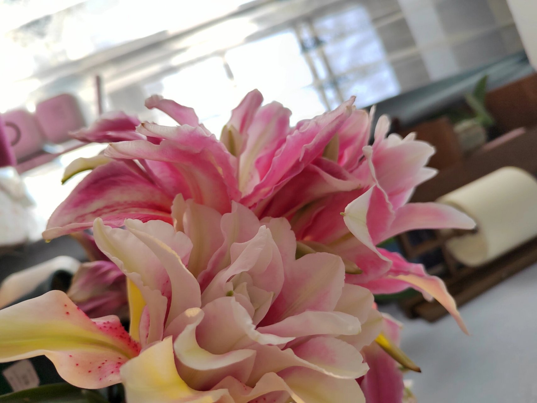 重瓣百合—维多利亚/迪奥 白边 非常成熟雍容的玫粉色 很像迪奥的520