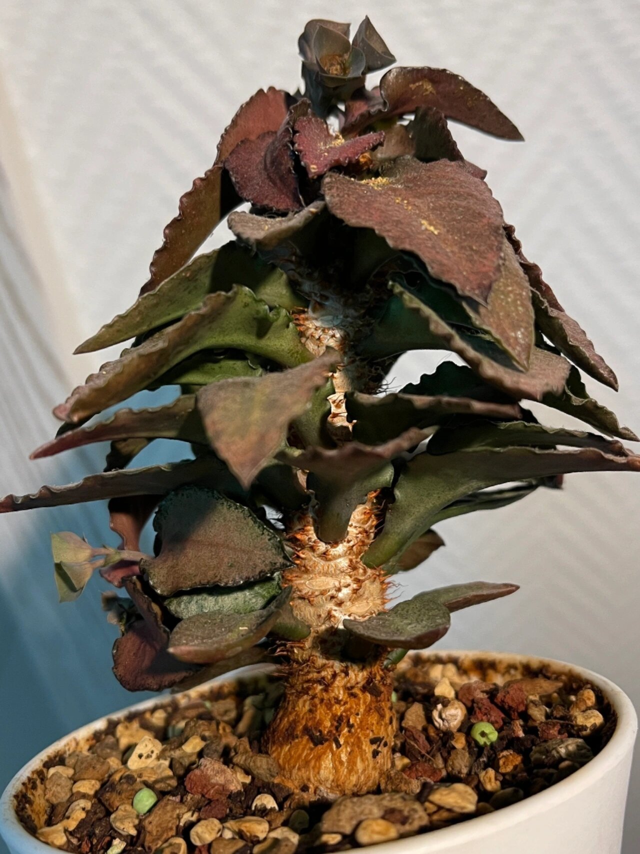 彩叶麒麟—根茎 彩叶麒麟是一种块根型植物,它的根茎和叶子都有着各种