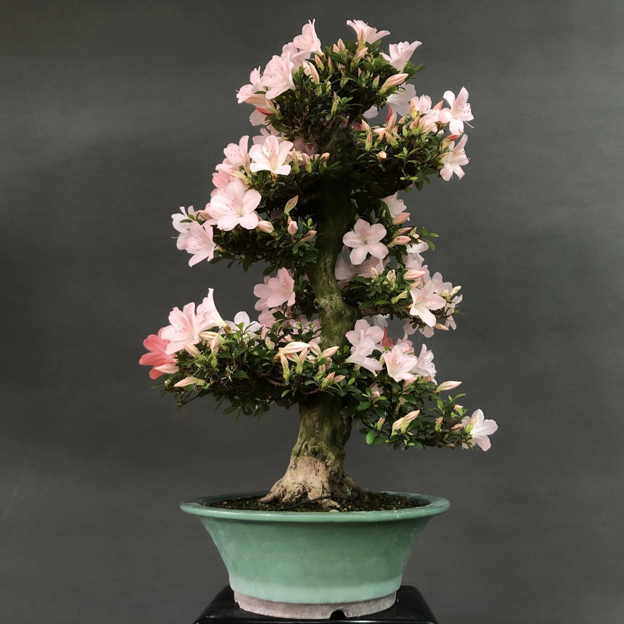 皋月杜鹃～日光 #植物# #花草# #皋月杜鹃# #盆景# #盆栽