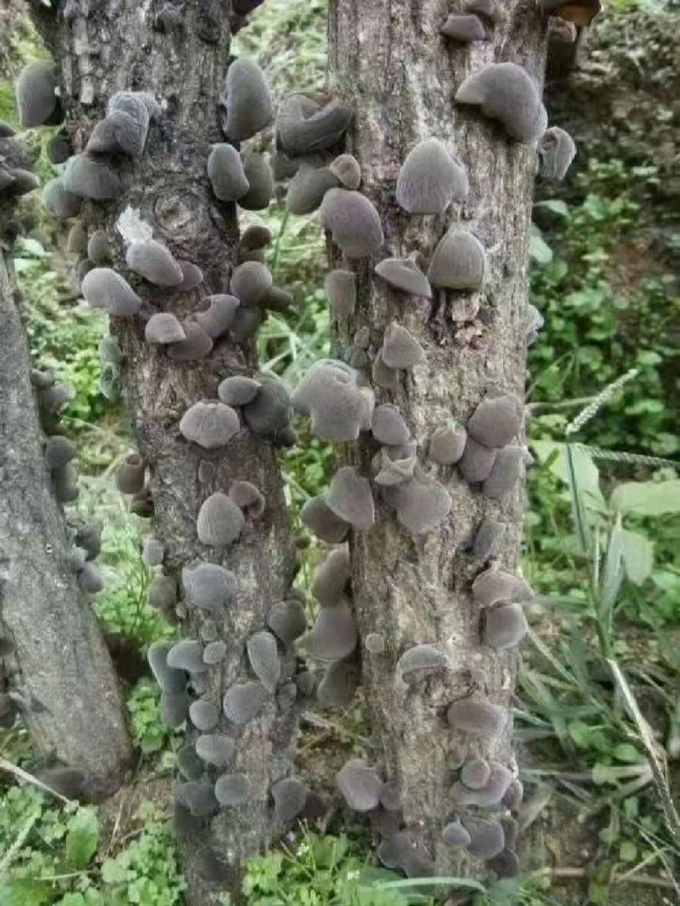 肿瘤就像是湿木头上长蘑菇 一个体质不好的人身上长肿瘤,就相当于一段