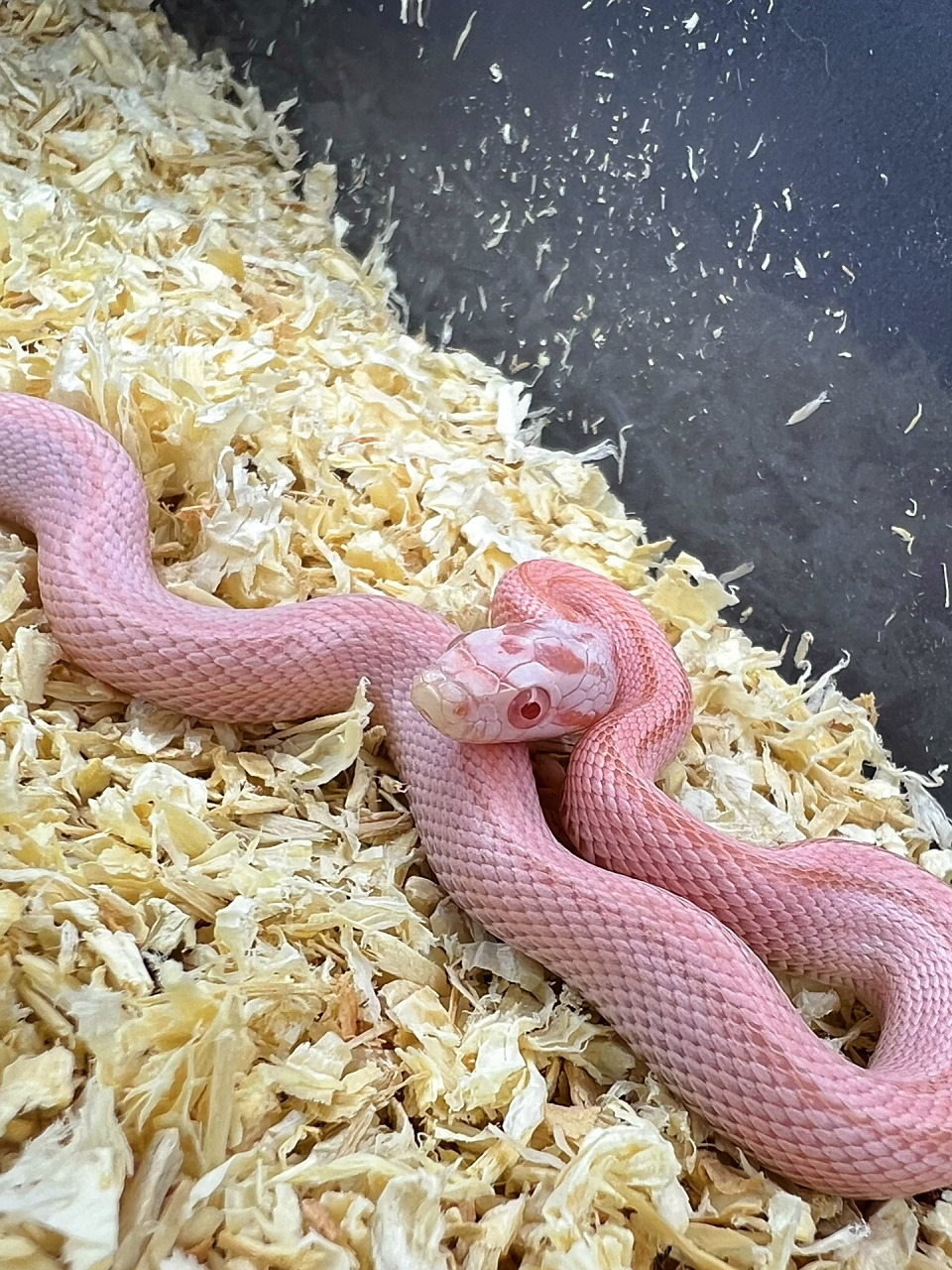 粉红色的蛇你见过吗 三文鱼系列玉米蛇