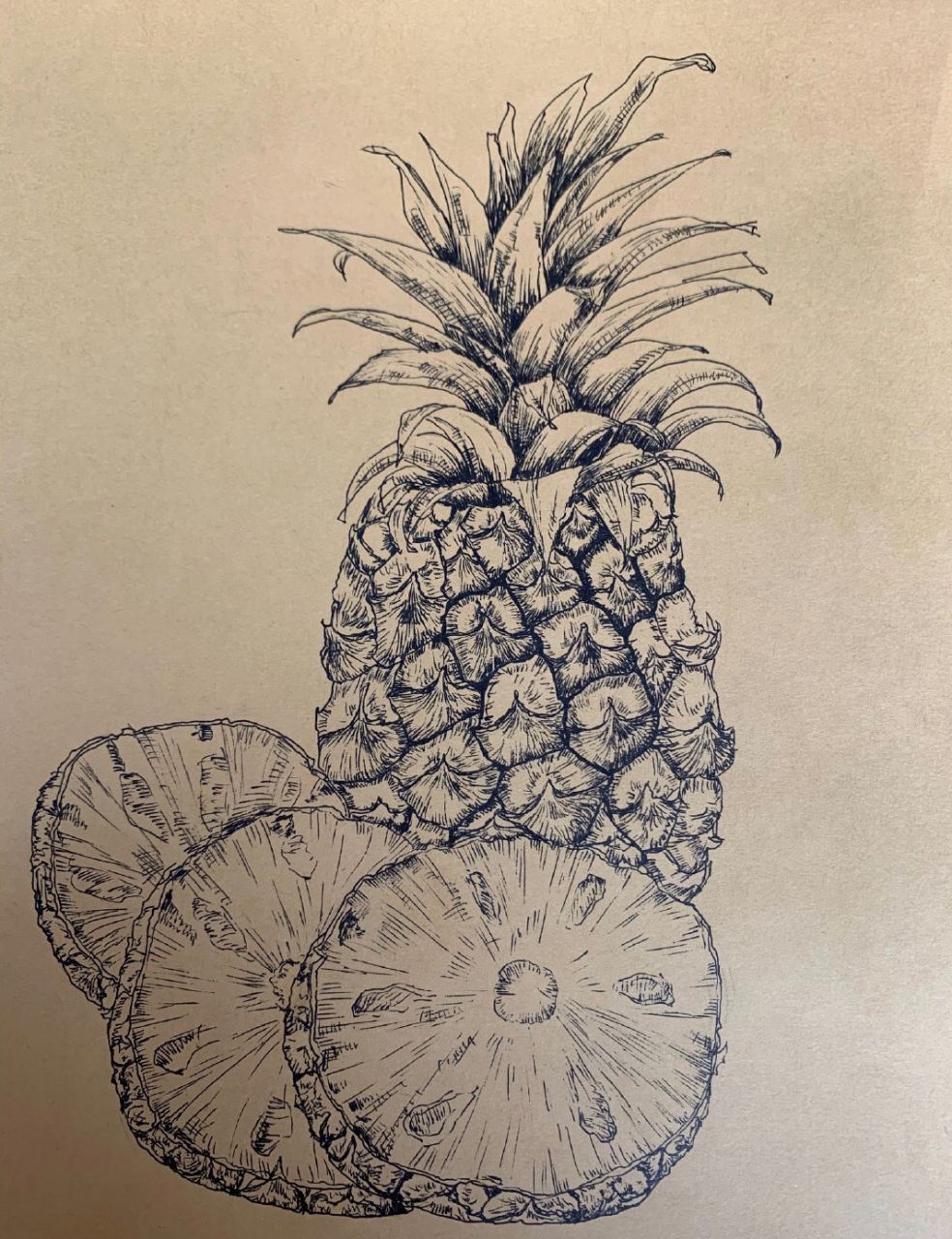 菠萝线描写生 凤梨写生 菠萝线描写生 凤梨写生 三四年级 少儿美术