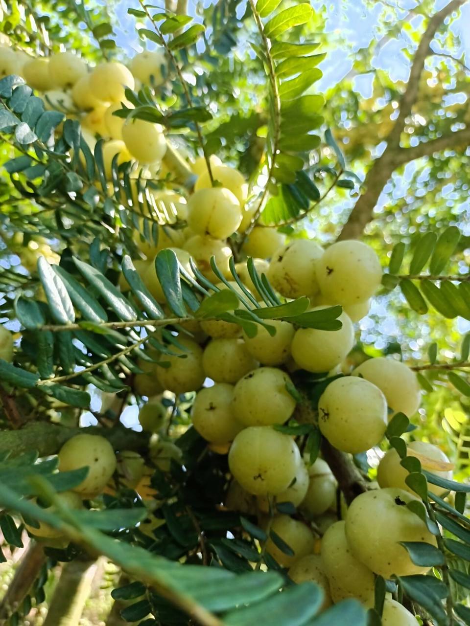 油甘果功效 功效与作用 清热凉血,生津止咳,消食健脾 油甘果一般指余