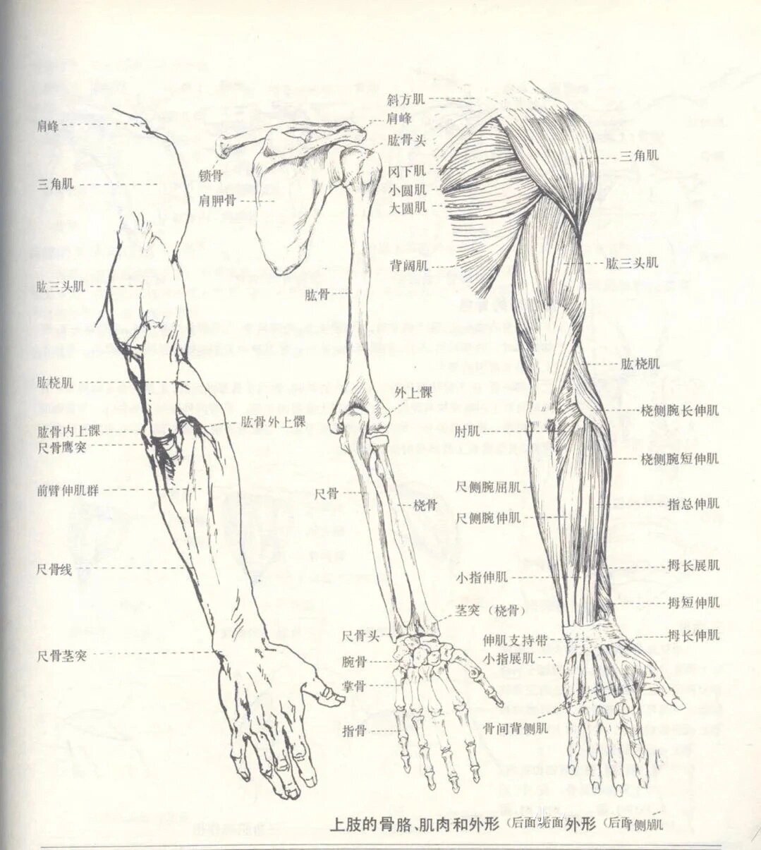 人体手臂示意图图片