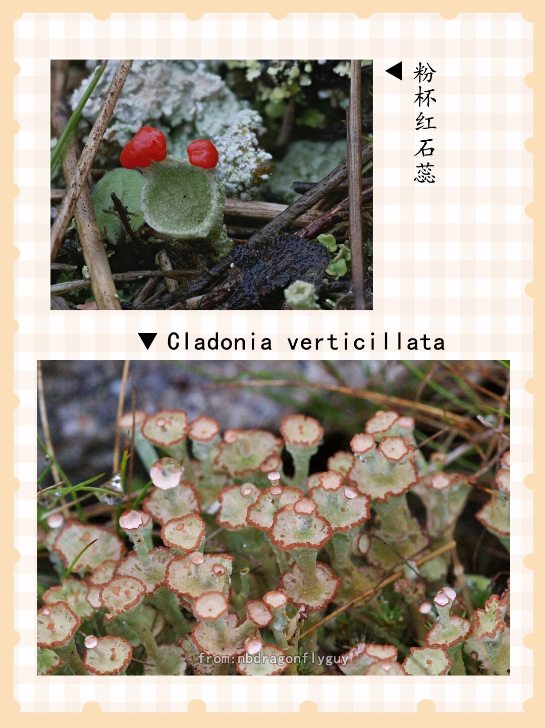 石蕊的种类还有亿些没编辑 石蕊,为石蕊科的属类枝状地衣,呈直立丛生