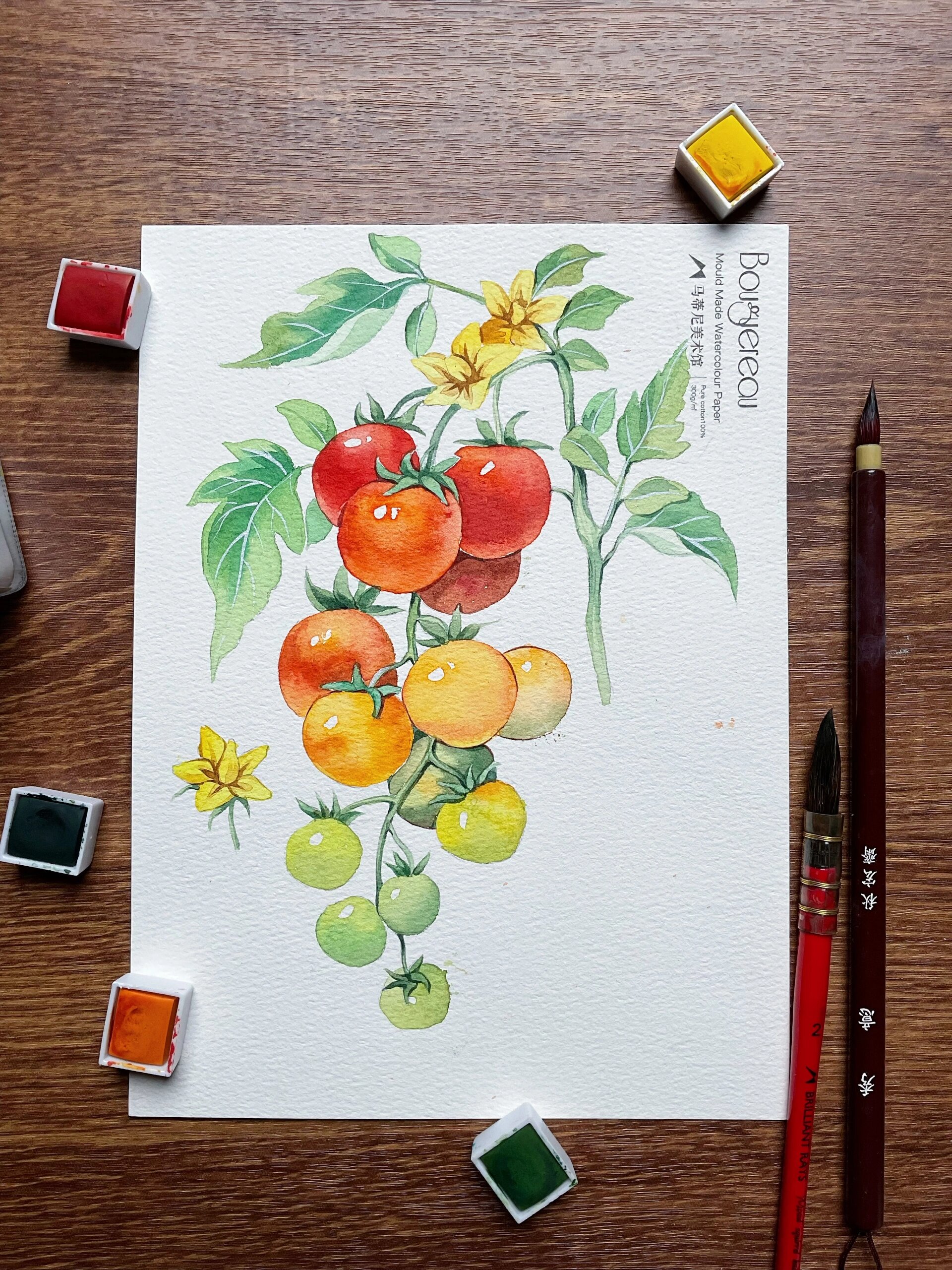 水彩小番茄‖有线稿和步骤