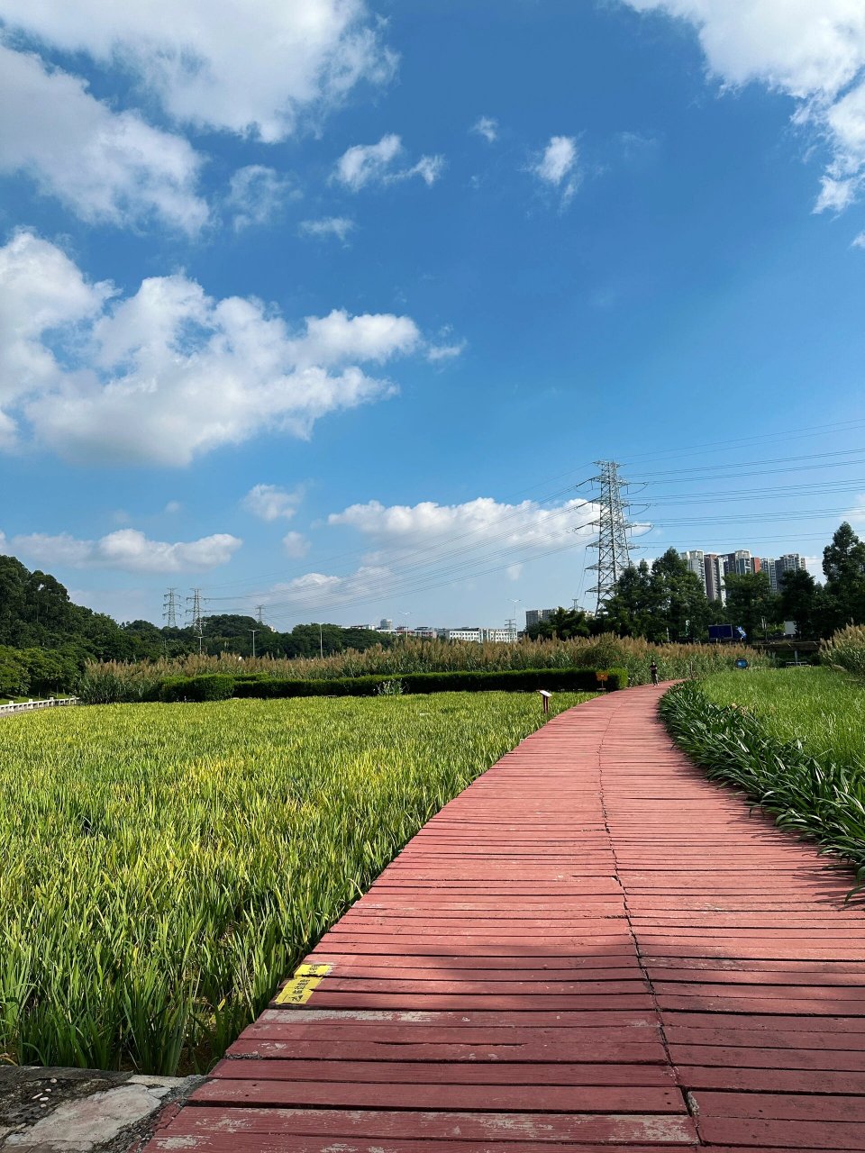 08|观澜河湿地公园一游 来做义工清洁 顺带秋游 不需要滤镜的好天气