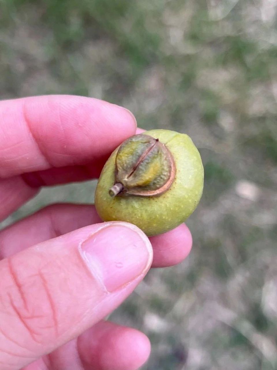 每日识一花:无患子 无患子,别名:木患子(本草纲目),油患子(四川),苦患