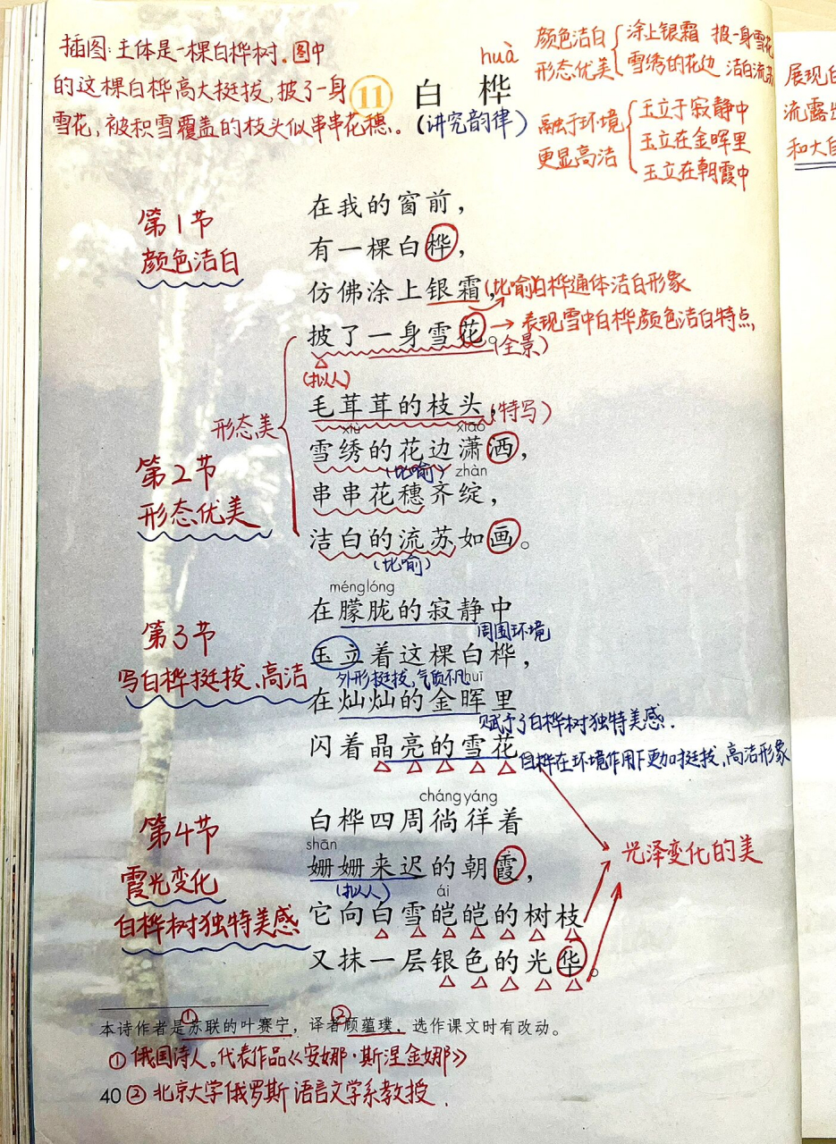 语文四年级下册第11课《白桦》课本笔记