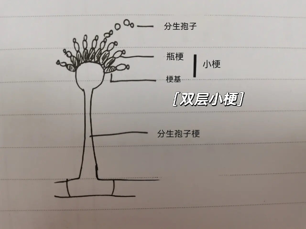 曲霉个体形态图图片