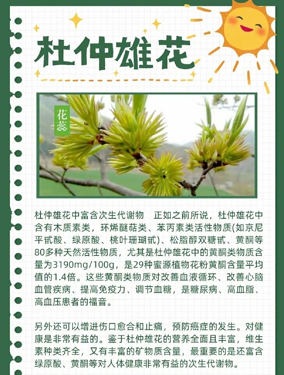 今天来讲讲杜仲雄花【男性必备】 功效与作用 滋补肝肾,镇静安神 杜仲