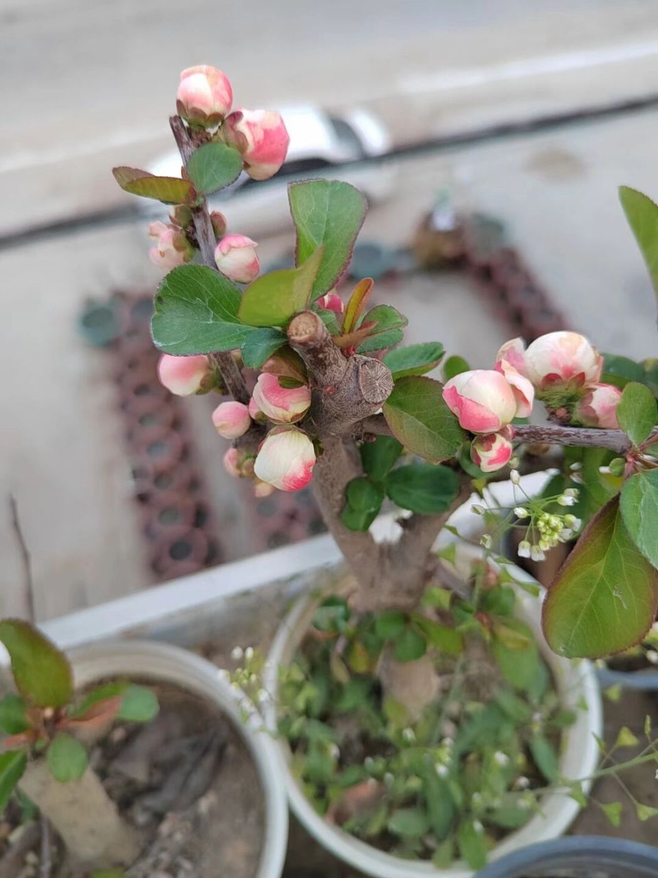 出彩玉海棠 变色海棠 带花苞发 彩玉海棠初开的时颜色为白色,之后会