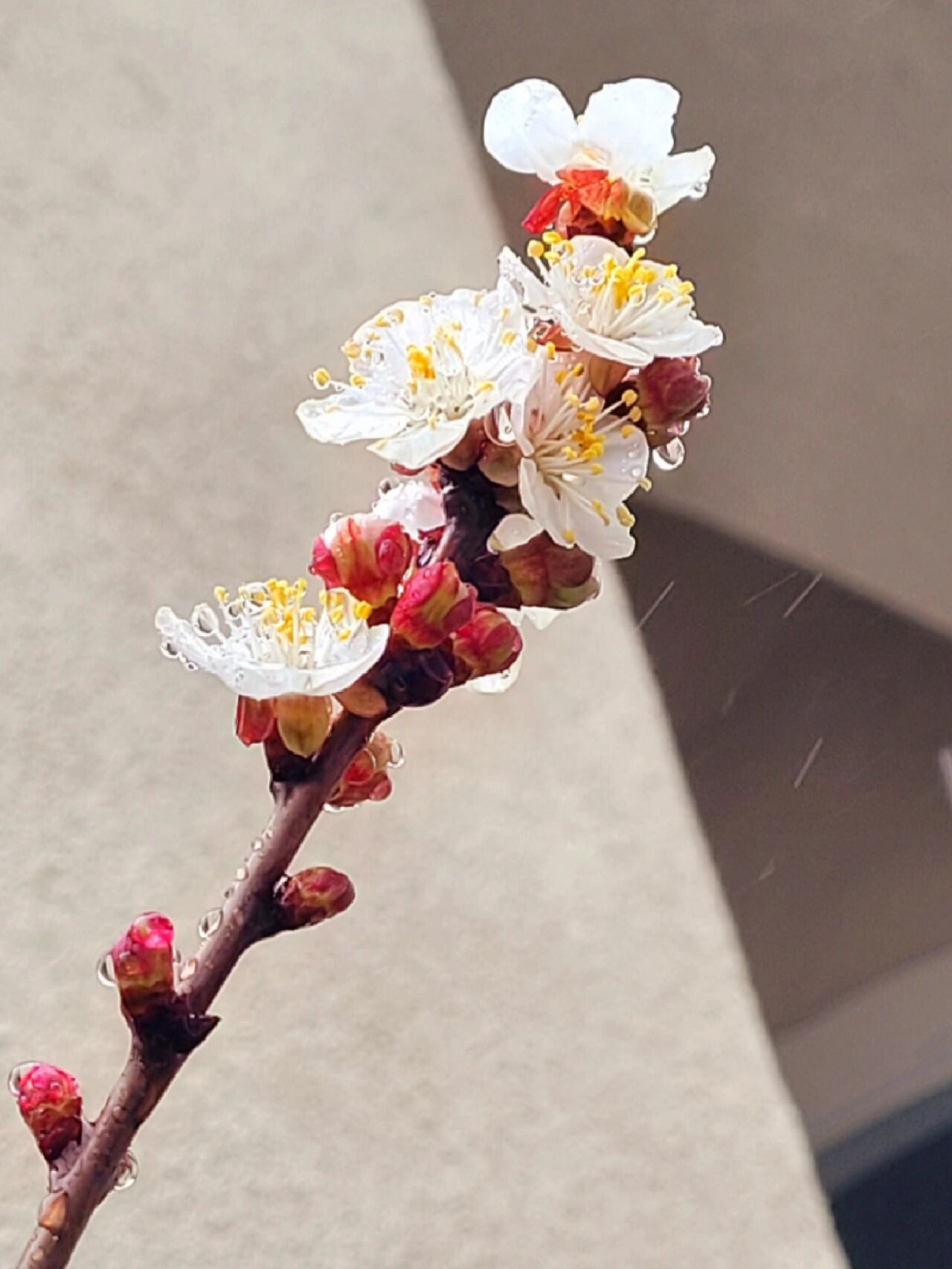 雨后杏花图片图片