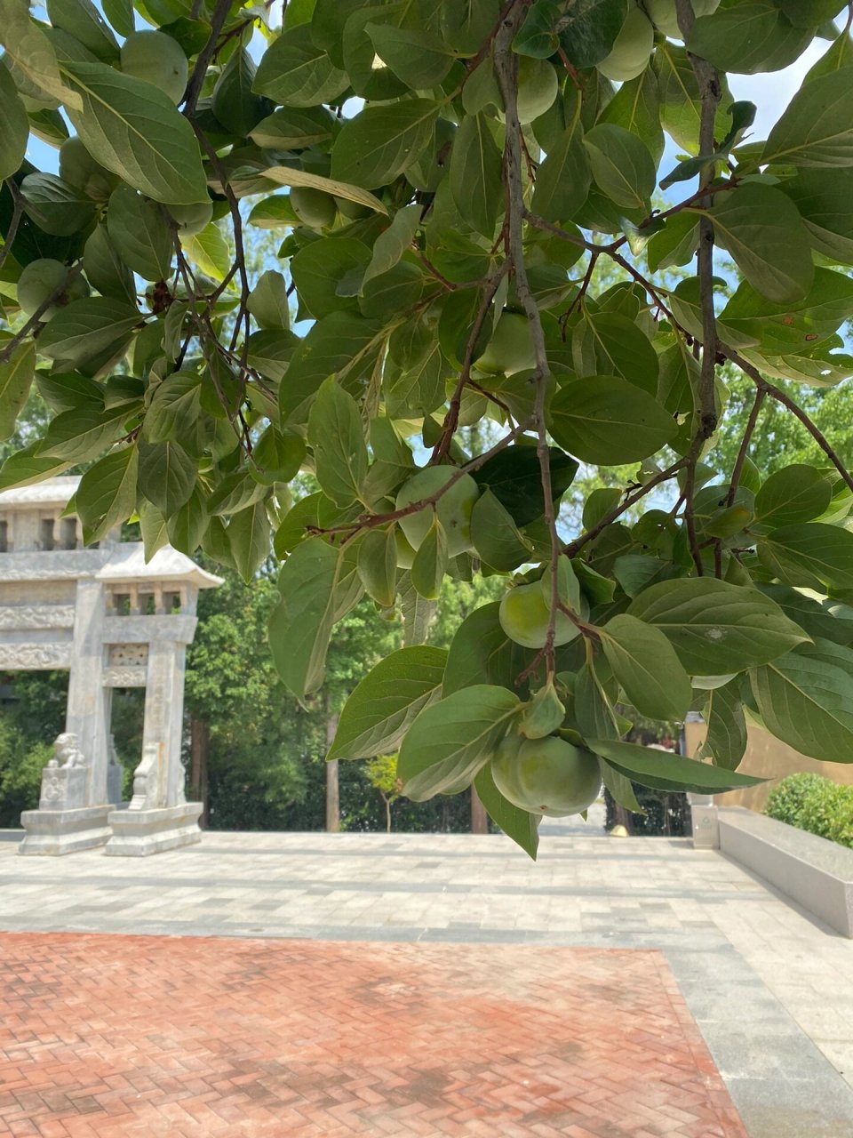 96糖的旅游记|临沭 朱村旅游区,又红又美!