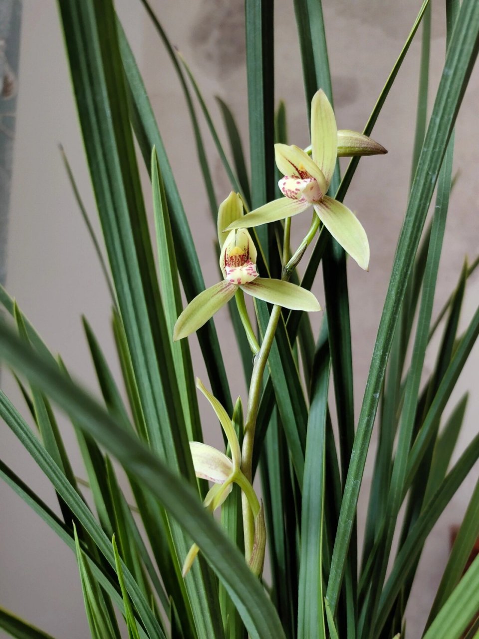 建兰"金针" 叶子挺拔坚硬,有金边,花有淡淡的清香,阳光下会浓一些