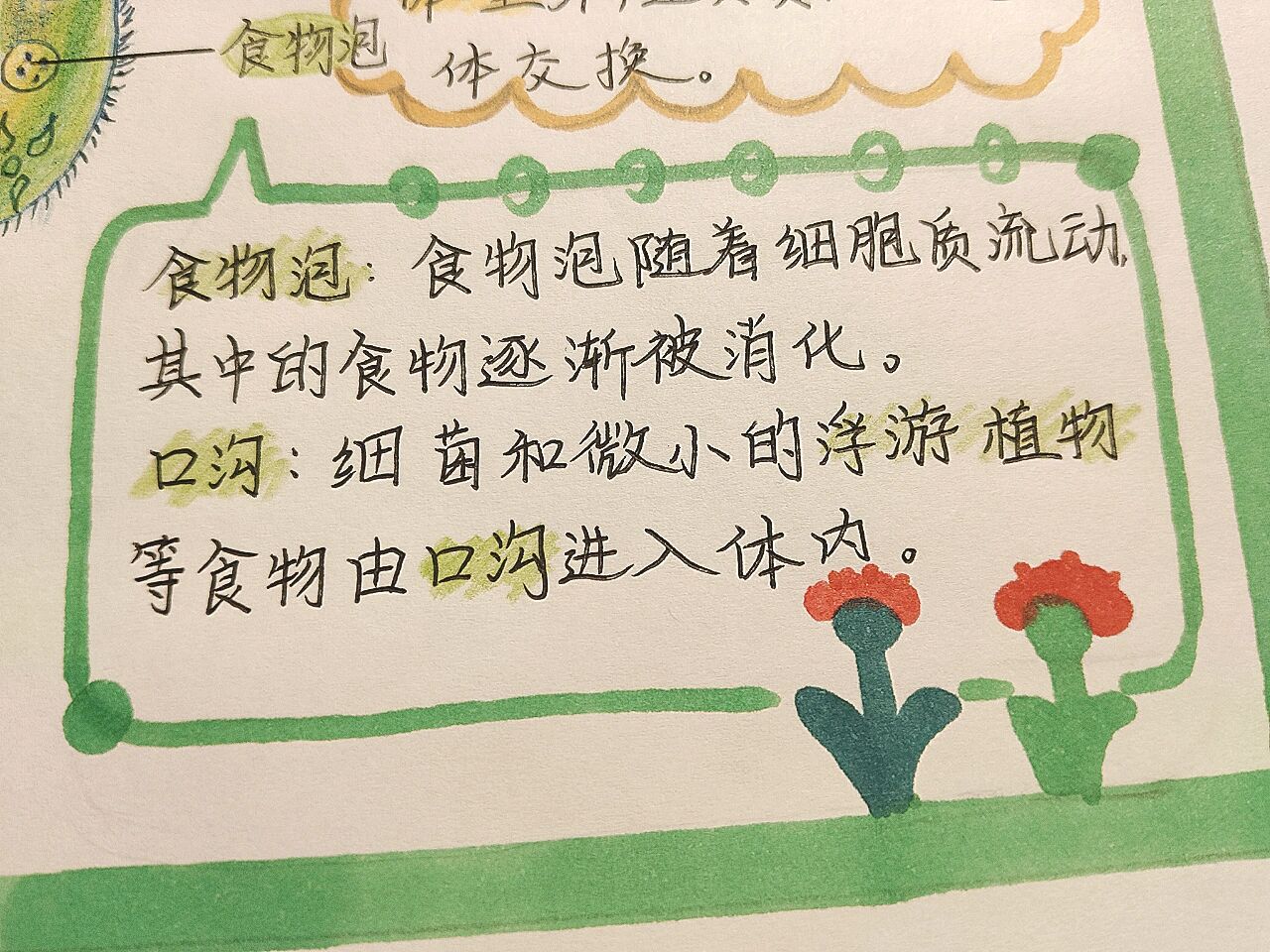 草履虫小报图片