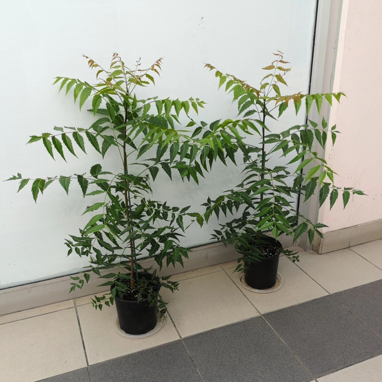 印度苦楝树 印度苦楝树 neem tree 几年前,我到一个小农场收购小花盆