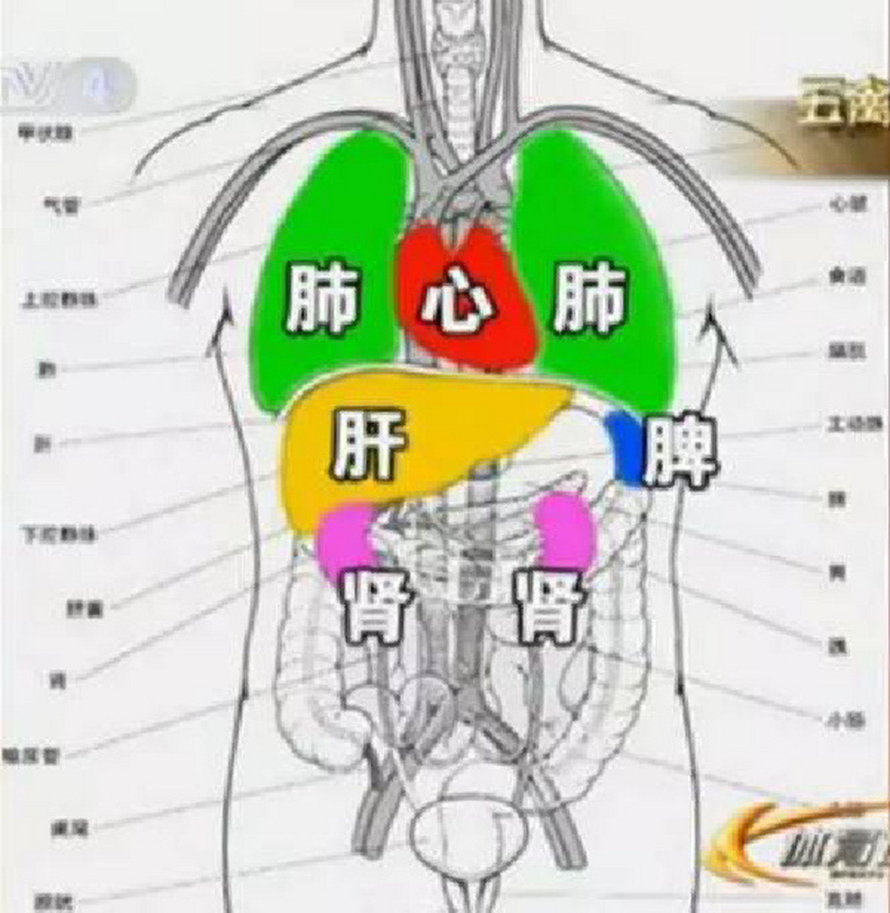 心脏与肺的关系图图片