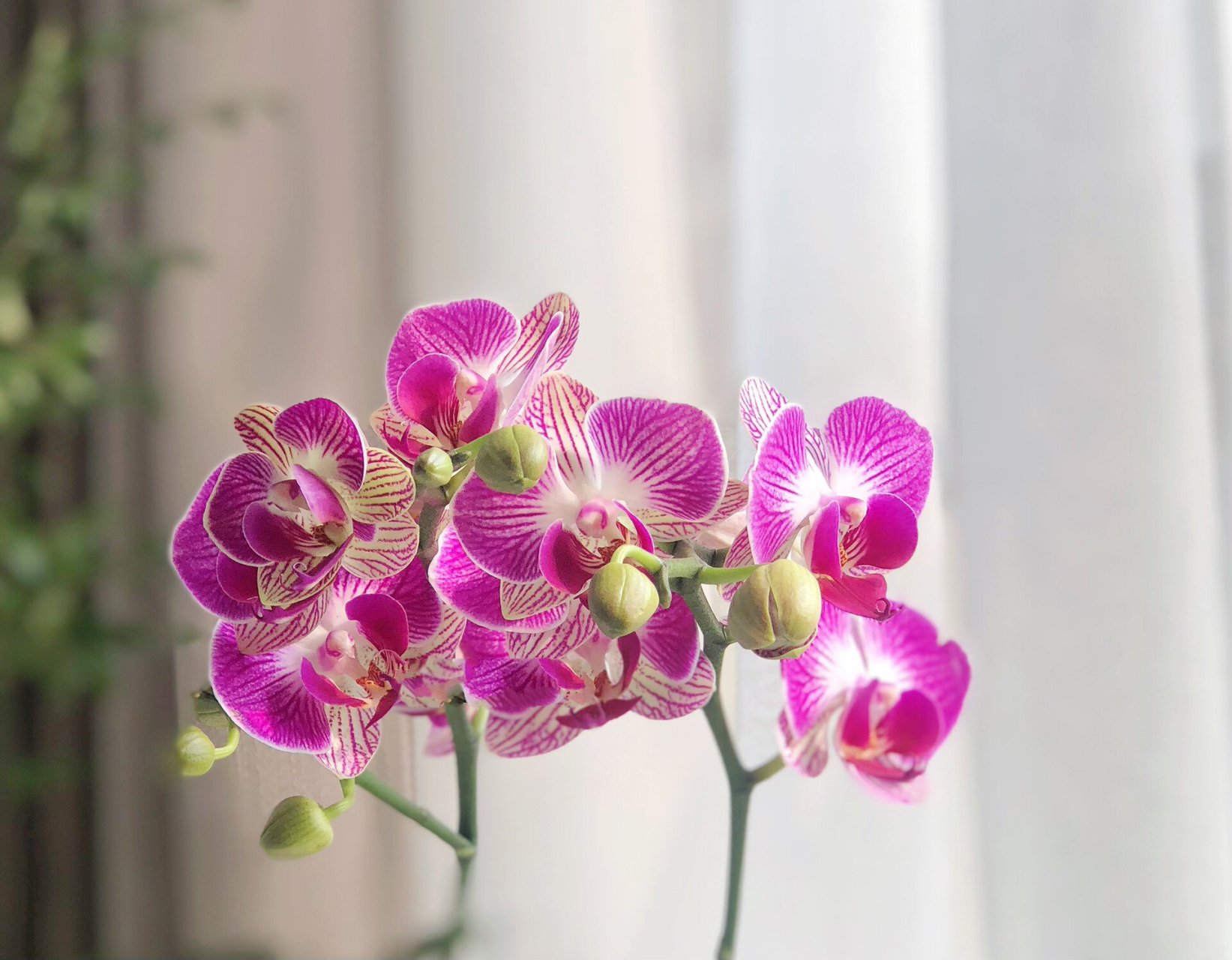 各位观众:掌声93有请蝴蝶兰登场为大家跳个舞95 -- 欧品61波斯