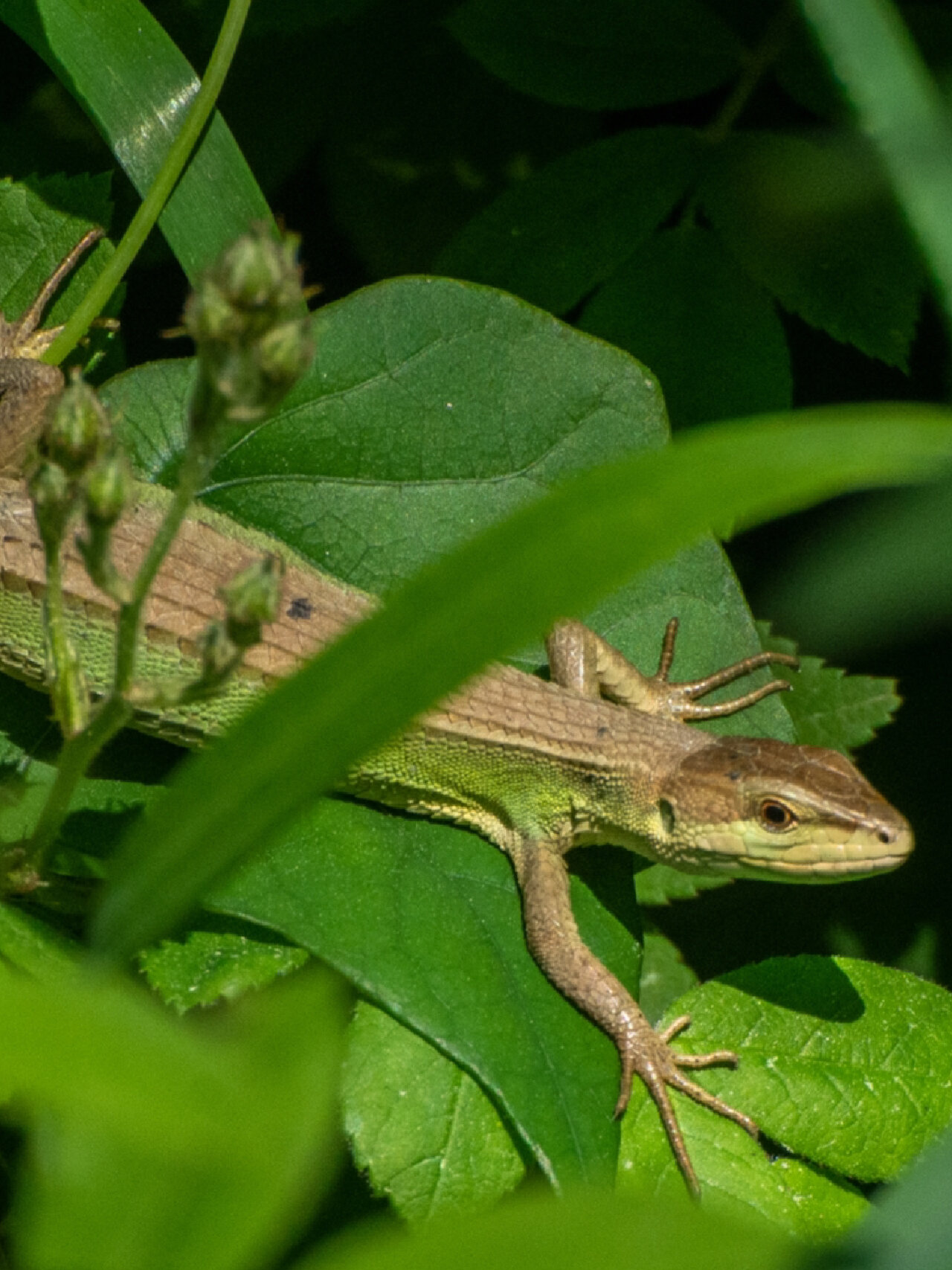 长尾巴蜥蜴|我拍到了北草蜥