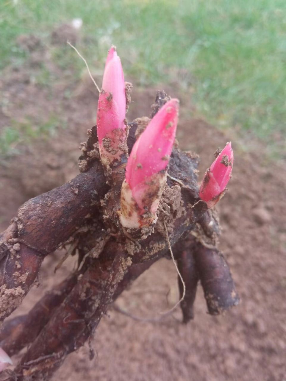 半个多月前买的芍药根块 半个多月前买的芍药根块,因为听说春天分芍药