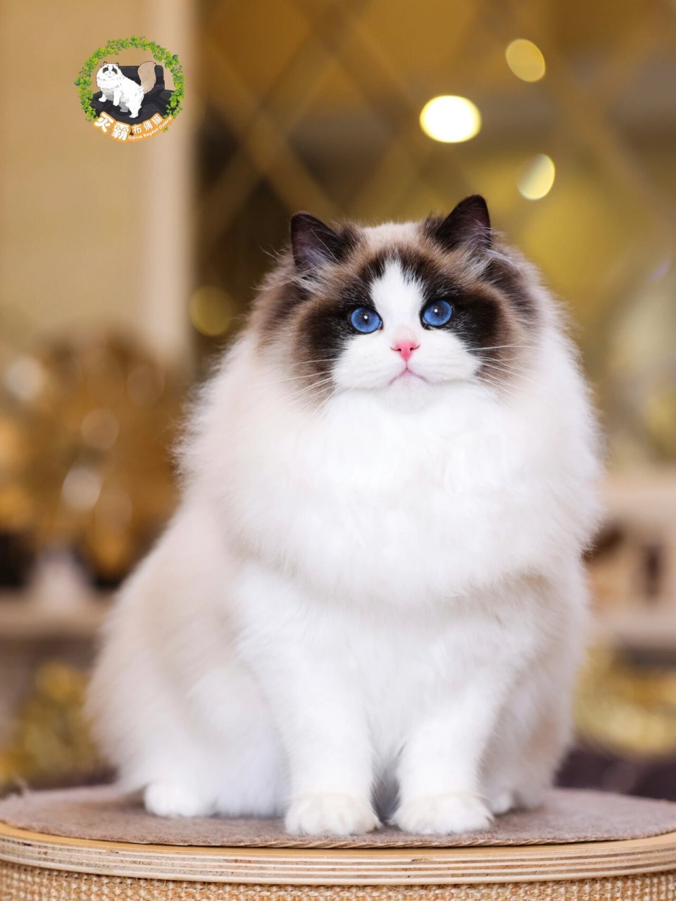 我们家布偶猫从来不是"新脸版" 历经多代繁育与优选,已经形成一种集