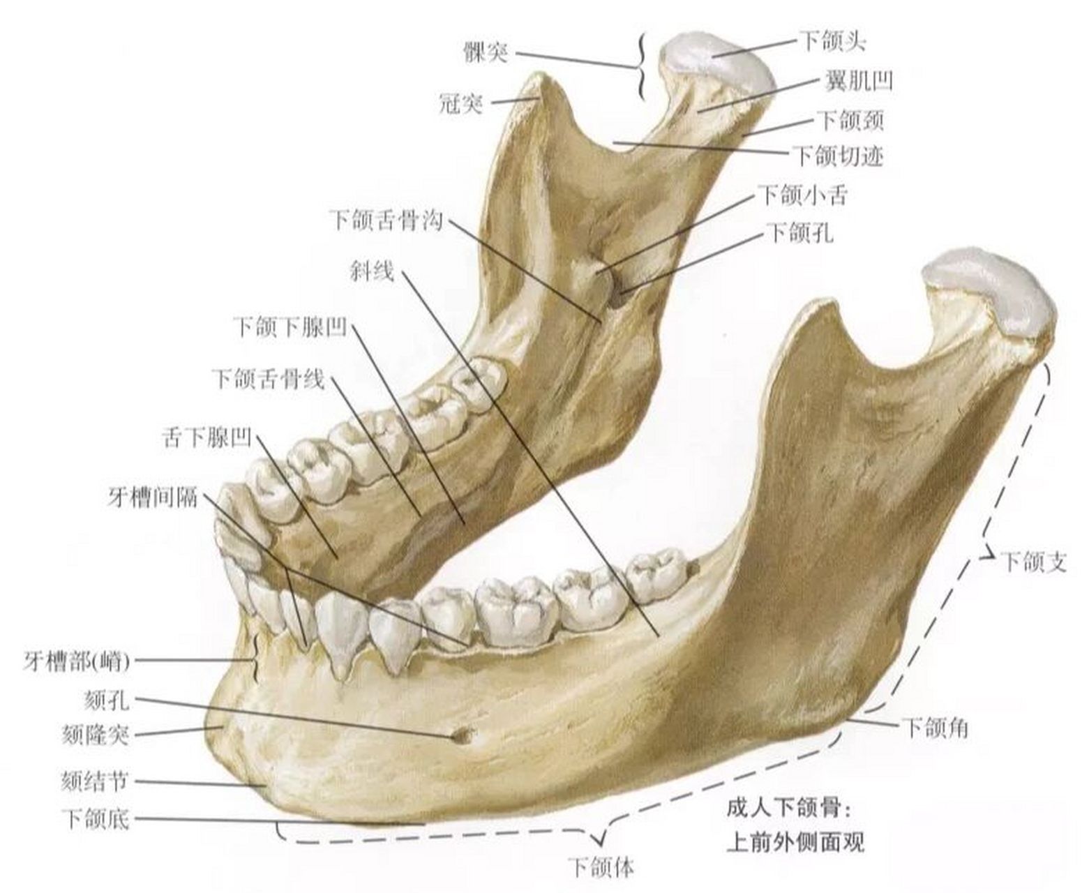 下颌骨各解刨结构位置 9696下颌骨水平部分为下颌体,垂直部分为