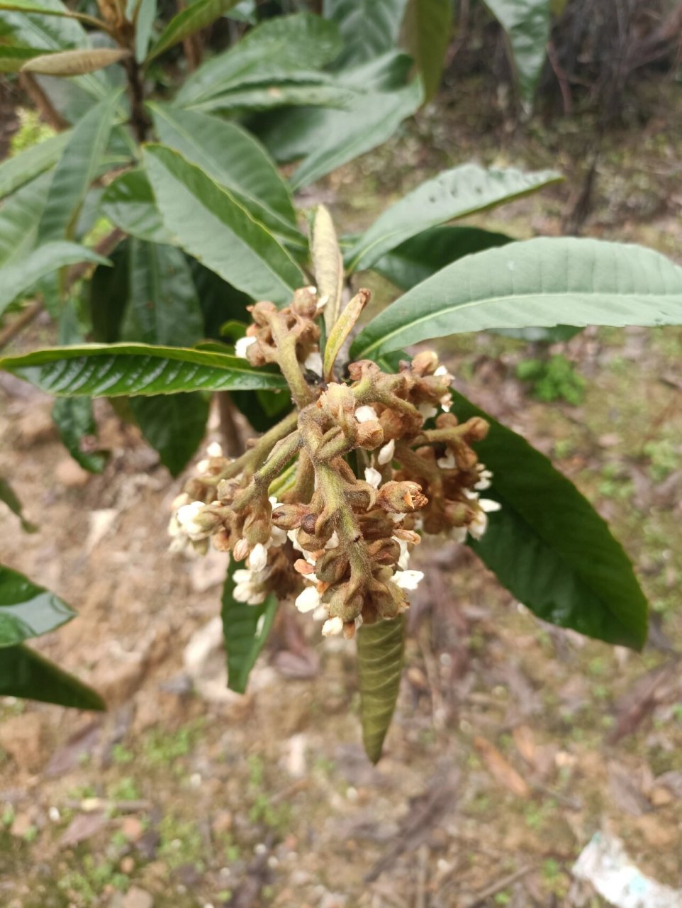 枇杷树 枇杷开花了,在秋季萌发有花苞,到了冬季它的花绽放了,一小朵朵