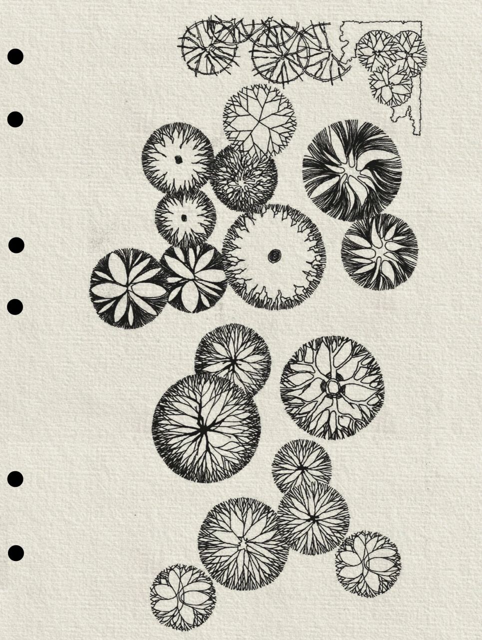 植物详细图例画法和易错点笔记整理 94树木的平面表示可先以树干