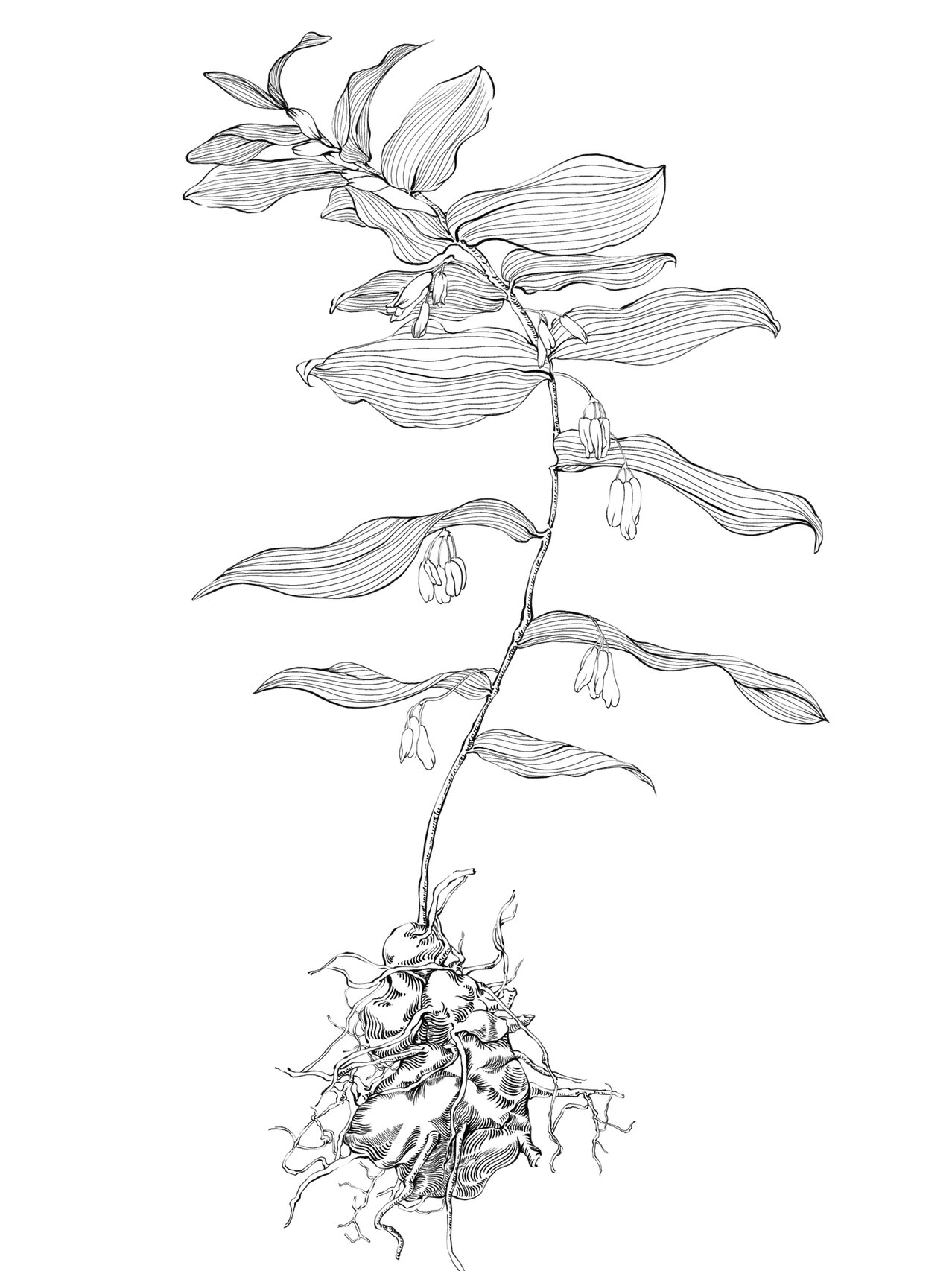 原创|中草药手绘-黄精【本草纲目