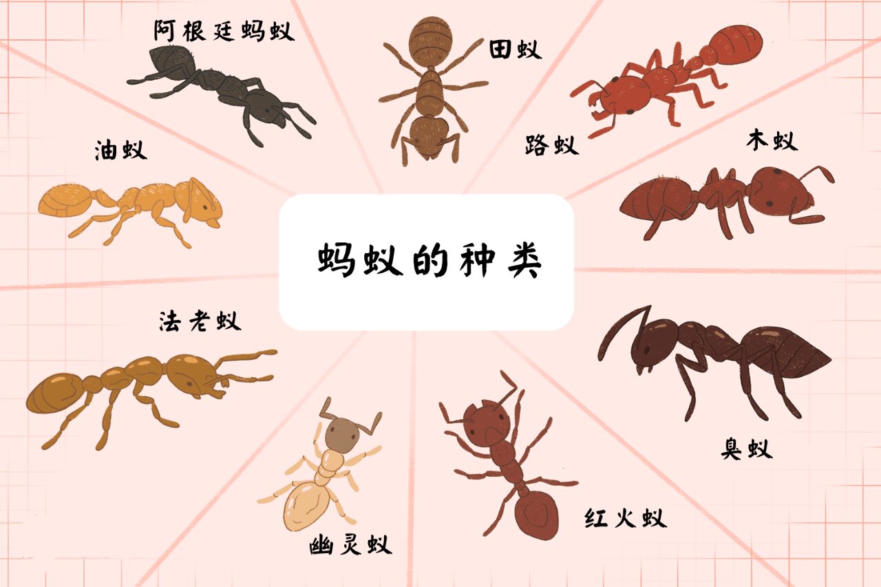 蚂蚁的种类