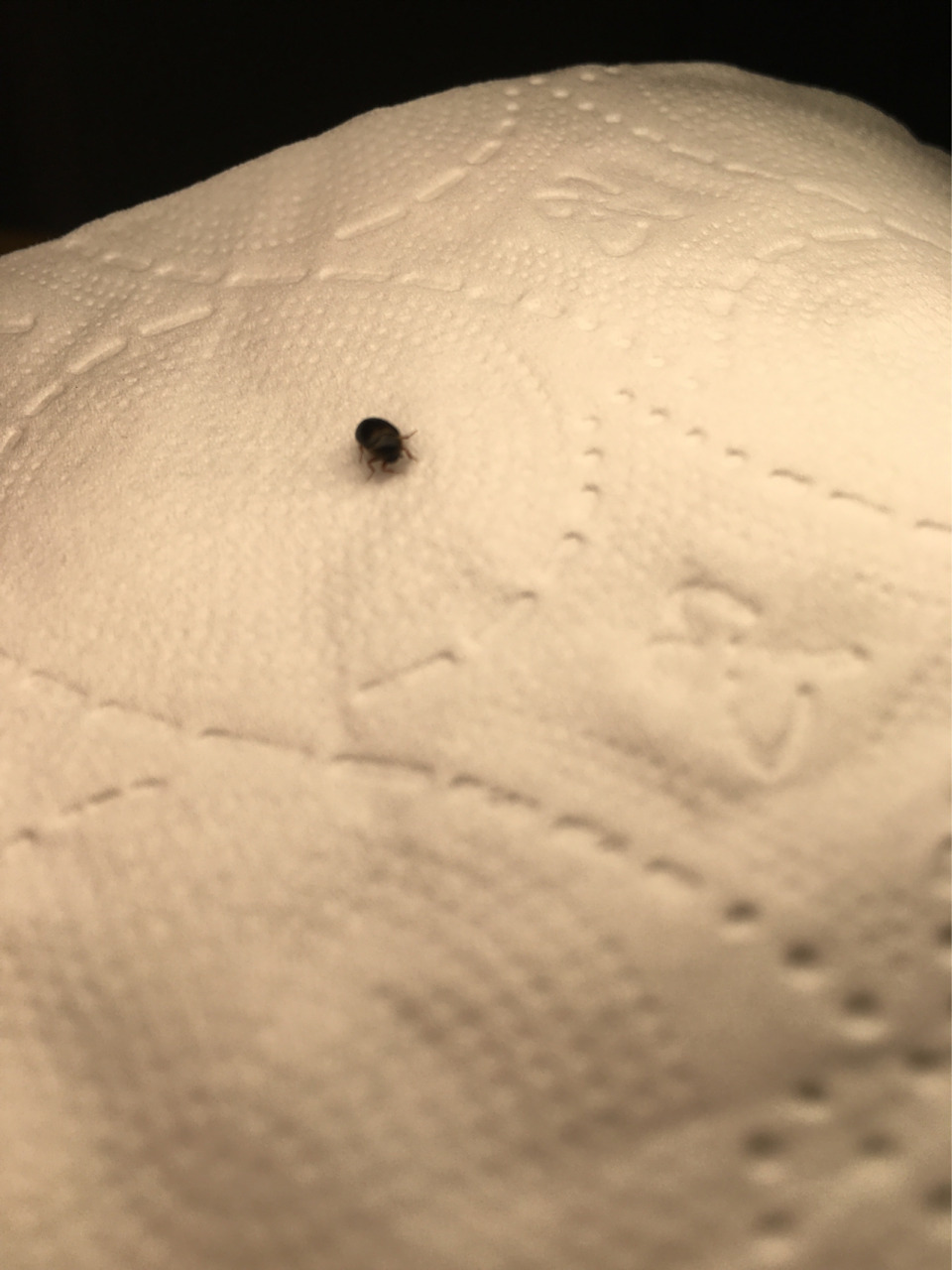 床上发现几次有这个黑黑的虫子,不知道是什么虫子?对人体有危害吗?