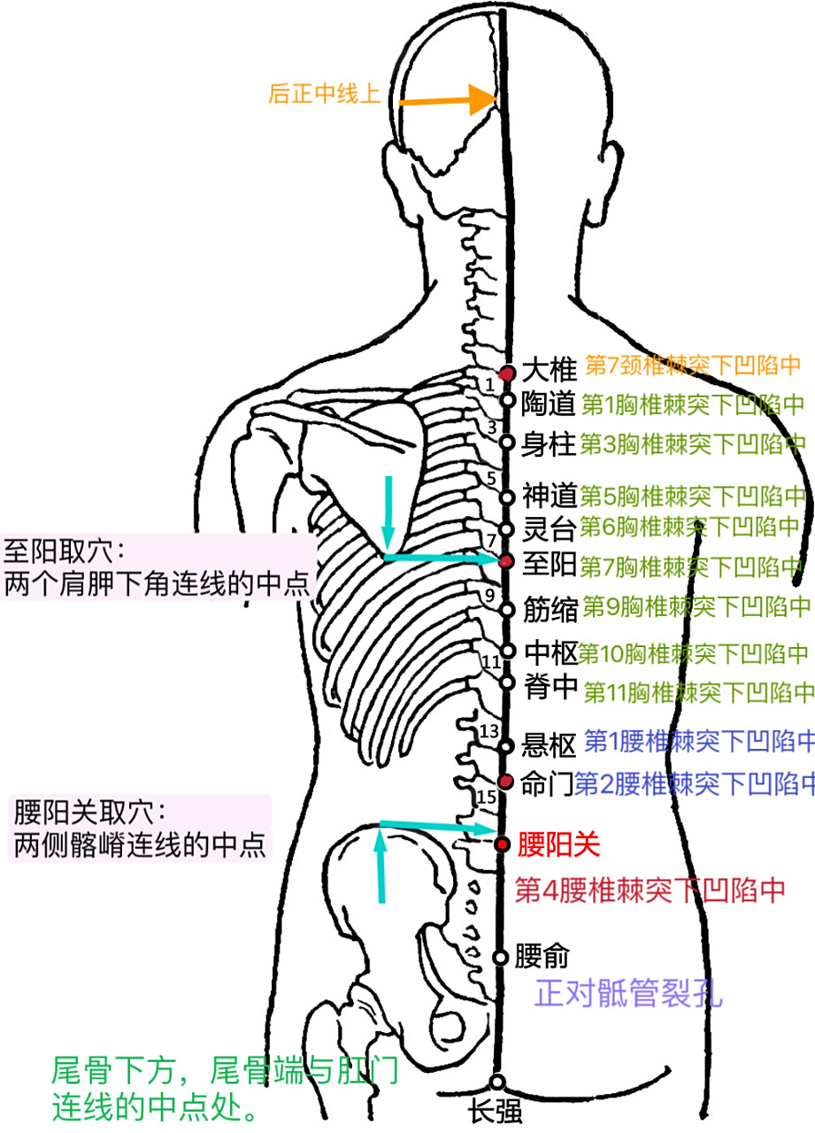 督脉背部穴位 长强:络穴,督脉,足少阳经,足少阴经交会穴.