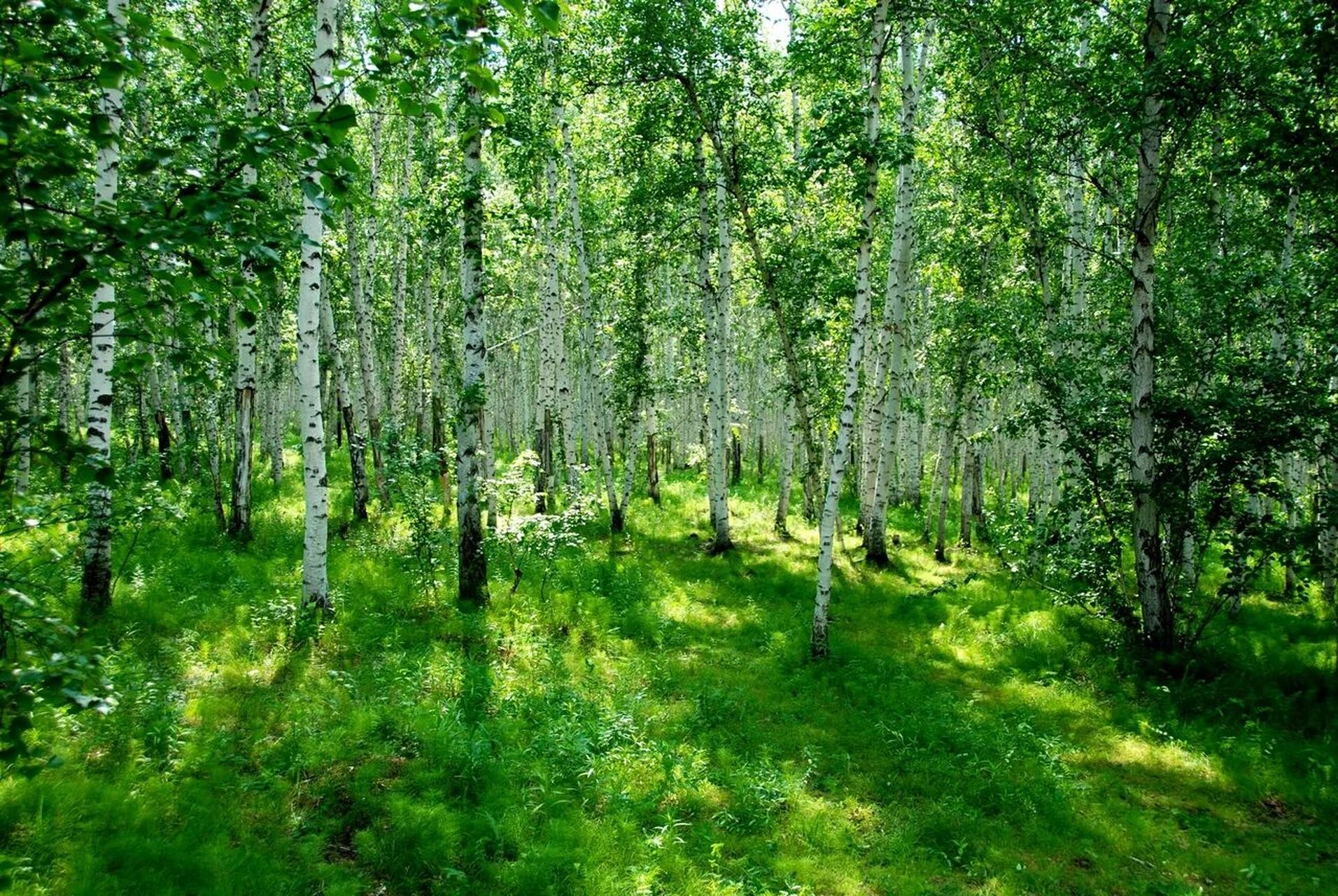 内蒙古呼伦贝尔白桦林 白桦林景区属于内蒙古呼伦贝尔额尔古纳,占地