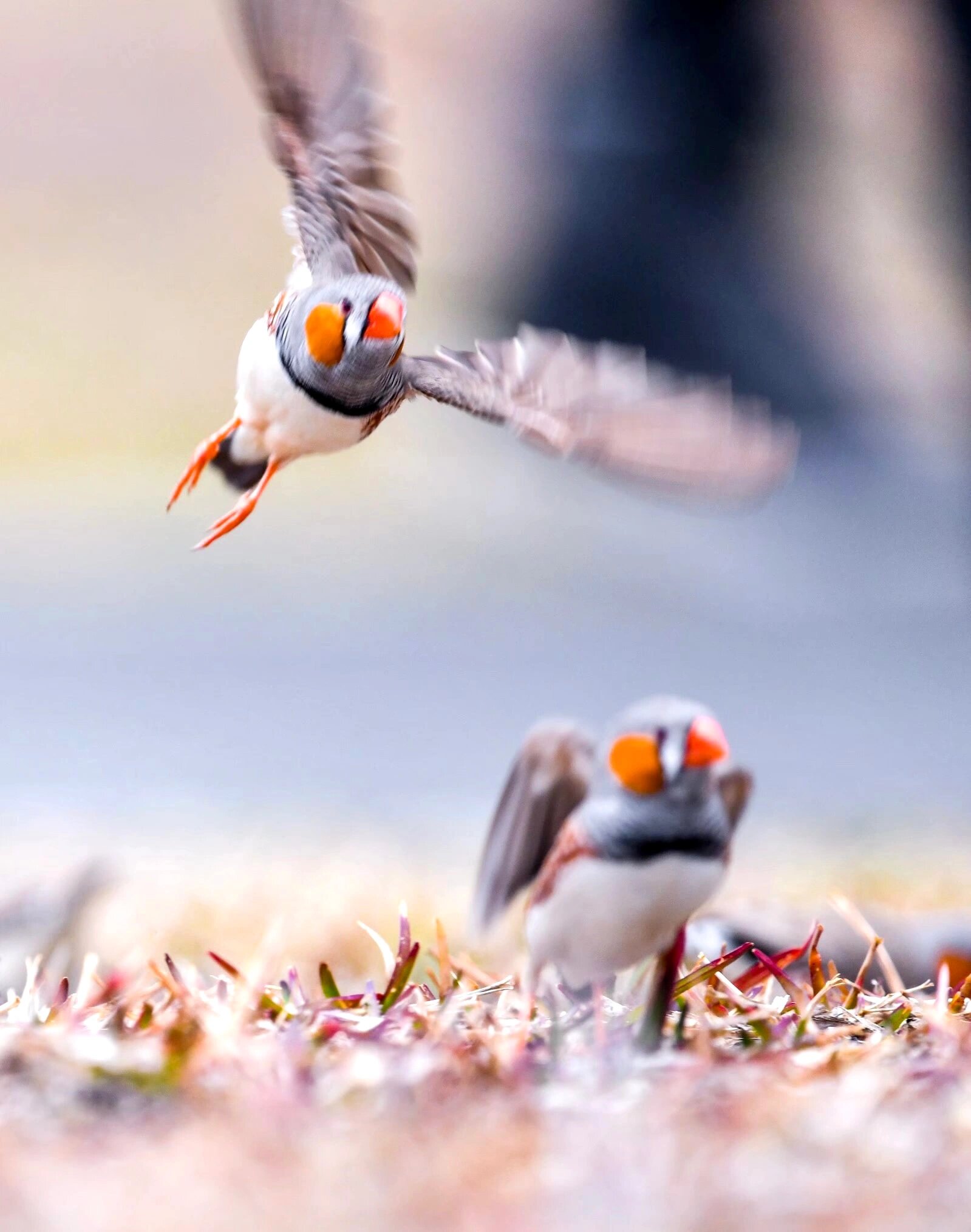 斑胸草雀     斑胸草雀是雀形目文鸟科梅花雀属鸟类,别名斑马纹草雀