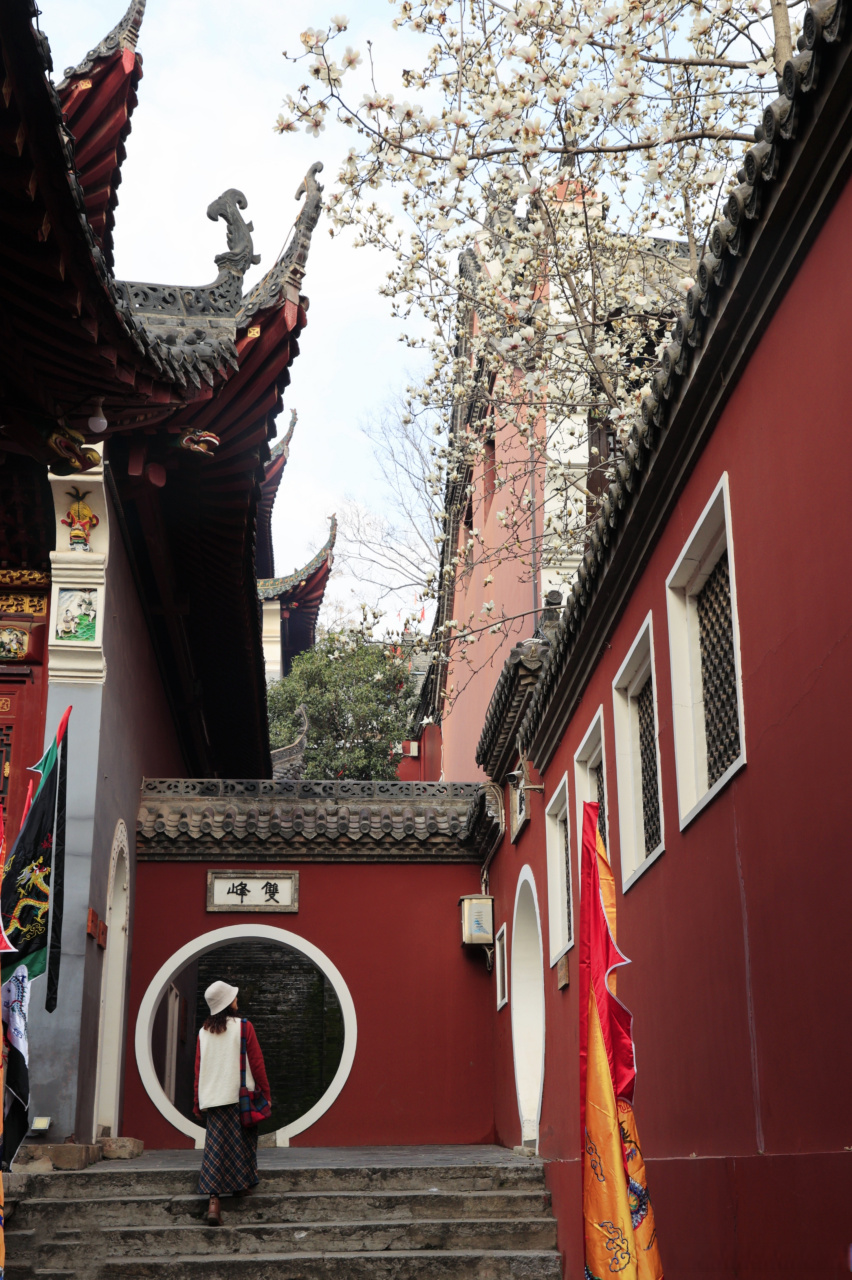 三株玉兰就在元辰殿的前院红墙素兰,画面太唯美