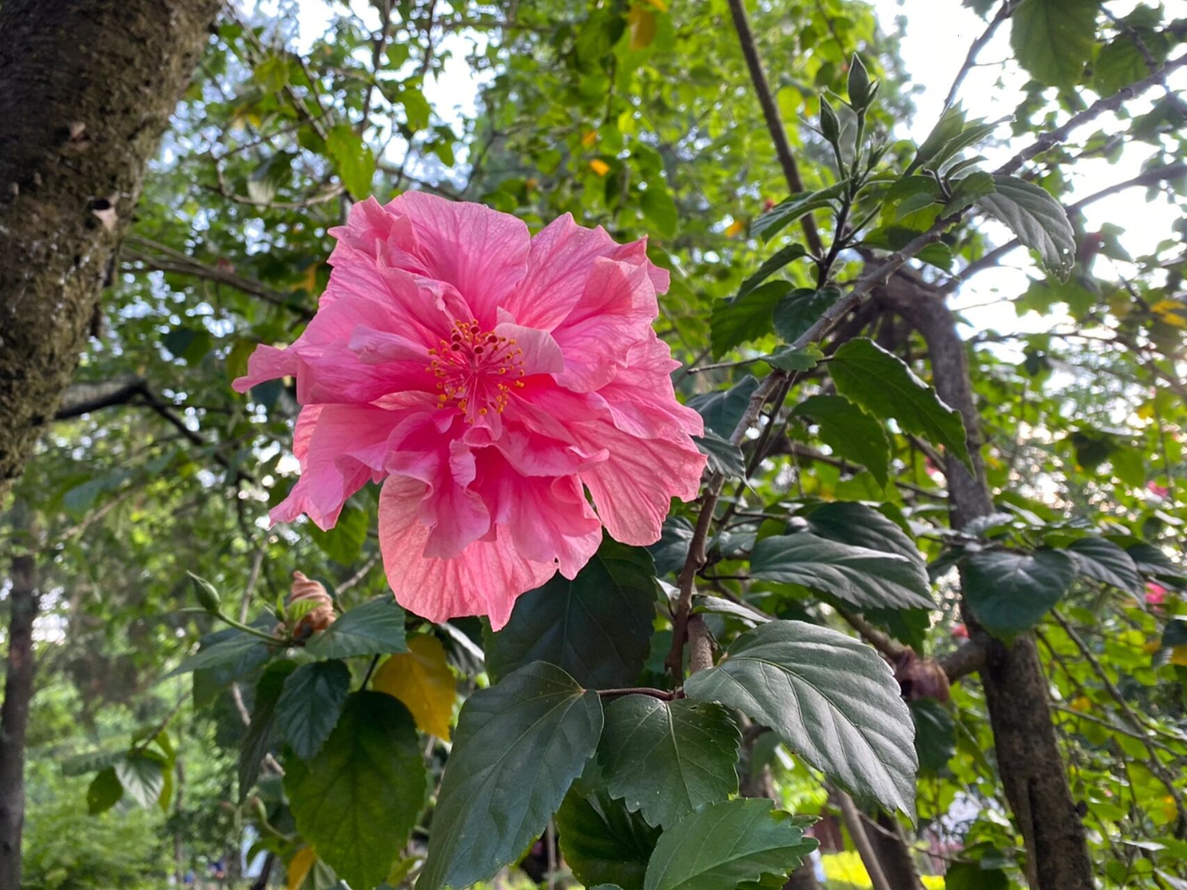每日一花58|重瓣朱槿 重瓣朱槿(hibiscus rosa-sinensis l. var.