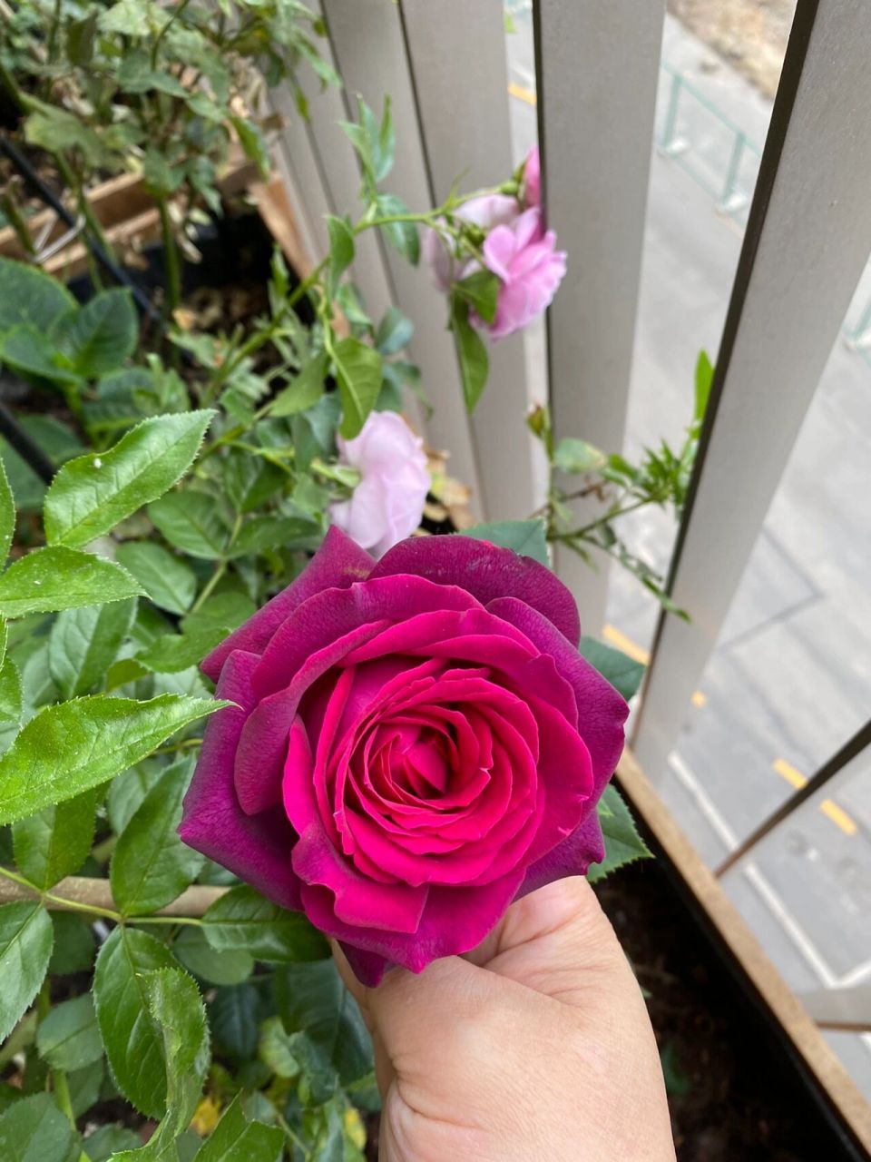 月季坑 暗夜芬芳(gr01fin diana) 终于开了第一朵,惊艳无比.