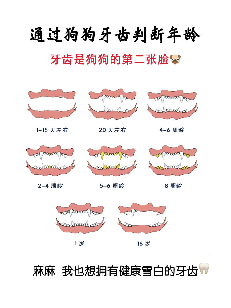 狗牙齿图片大全图解图片