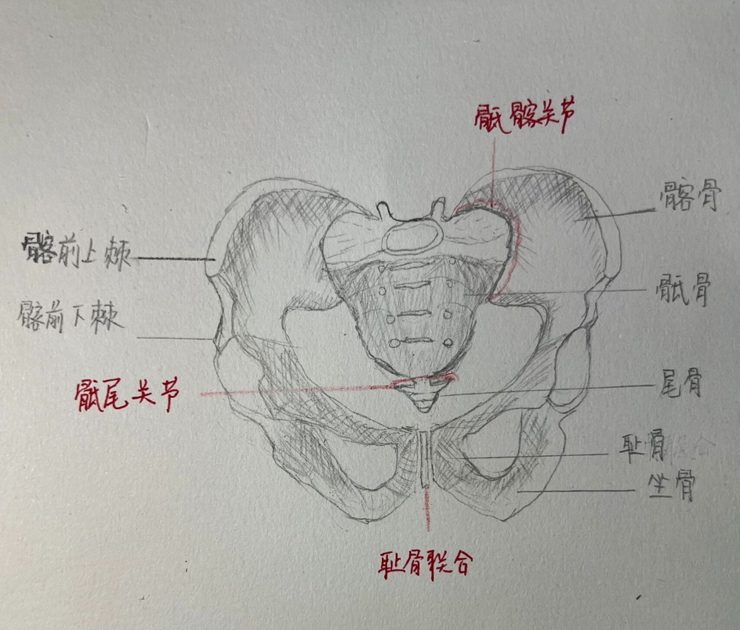 构成骨盆的结构图片