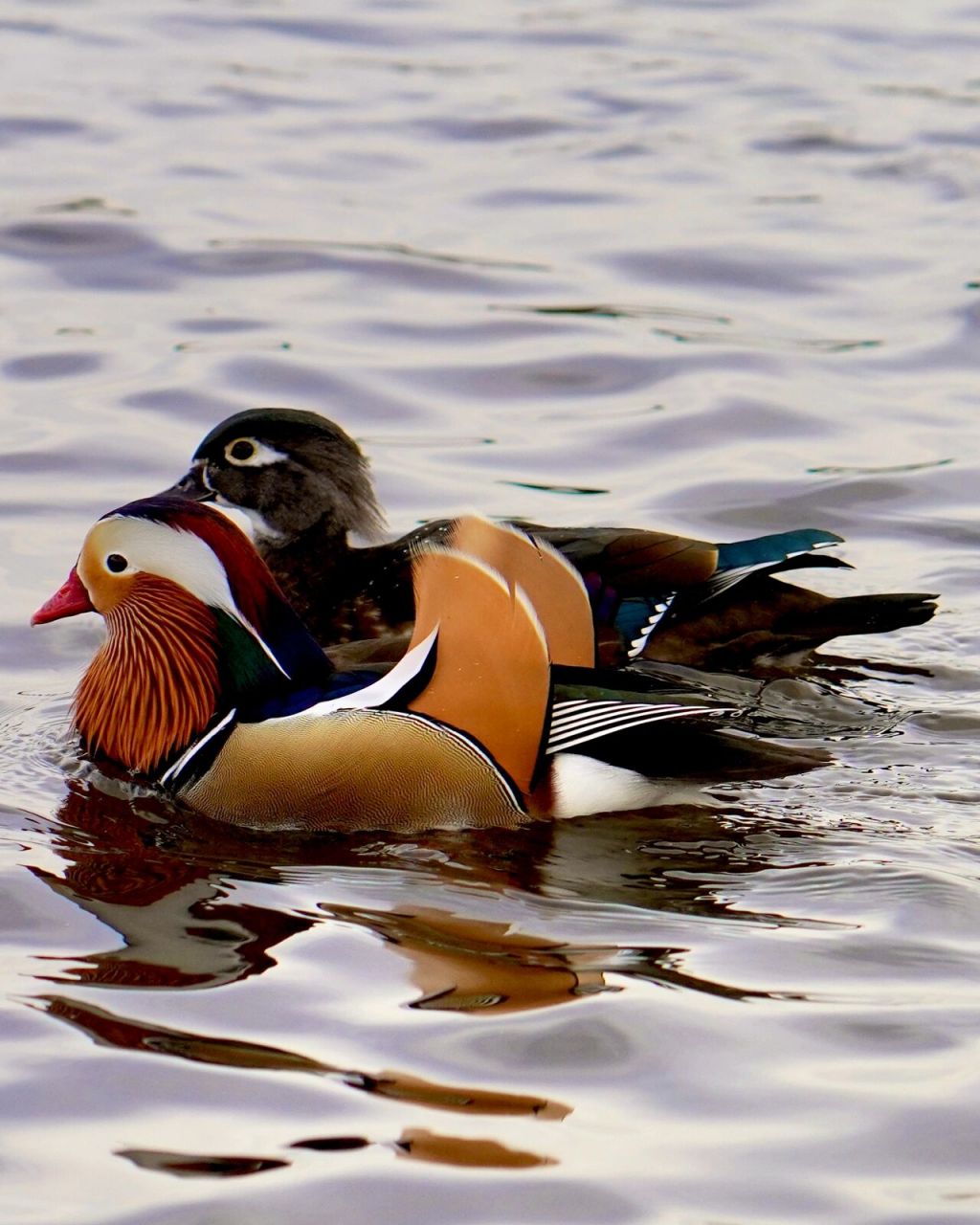 鸳鸯双栖蝶双飞,温哥华的鸳鸯戏水 mandarin duck(鸳鸯),两情相悦的
