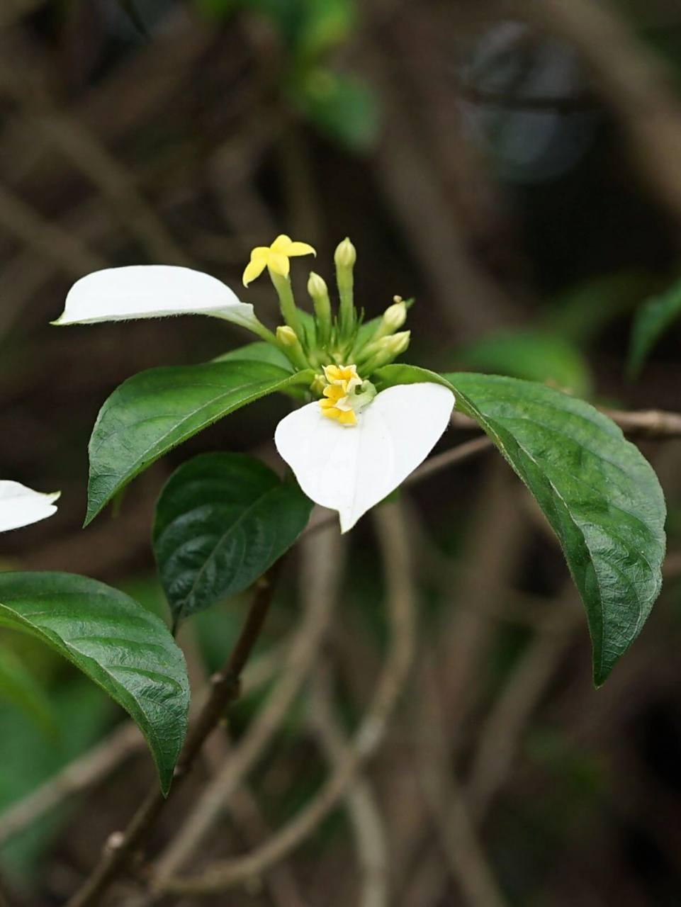 华南植物55 - 玉叶金花 玉叶金花 mussaenda pubescens 又名野白纸扇