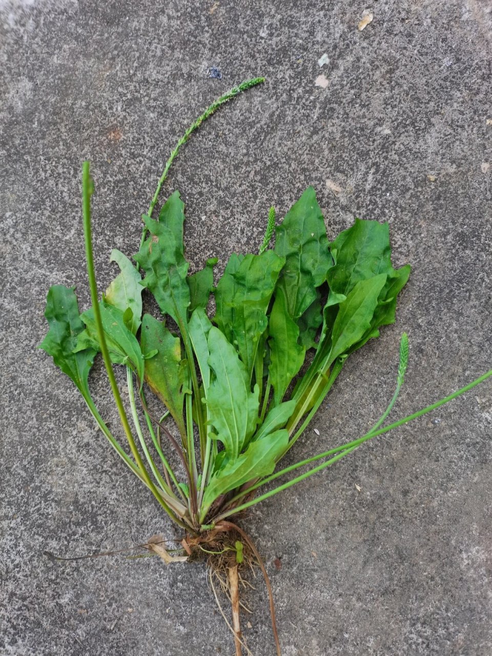 田间地头都是宝,清热解毒是良药 苗族常用草药,青蛙叶,学名车前草,可