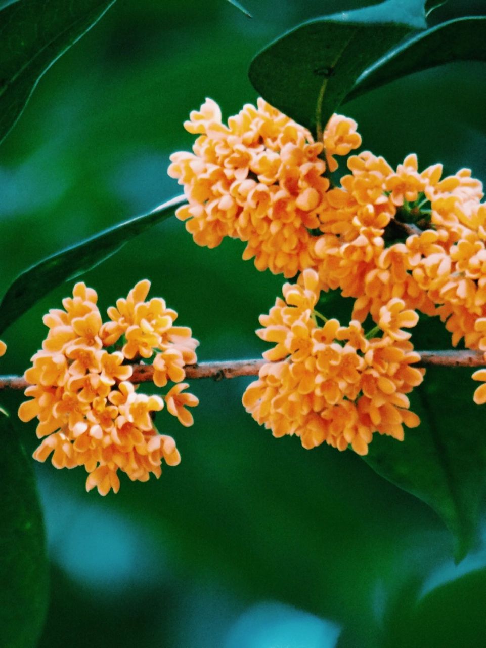 桂花图鉴|我不允许有人没看过杭城的桂花!