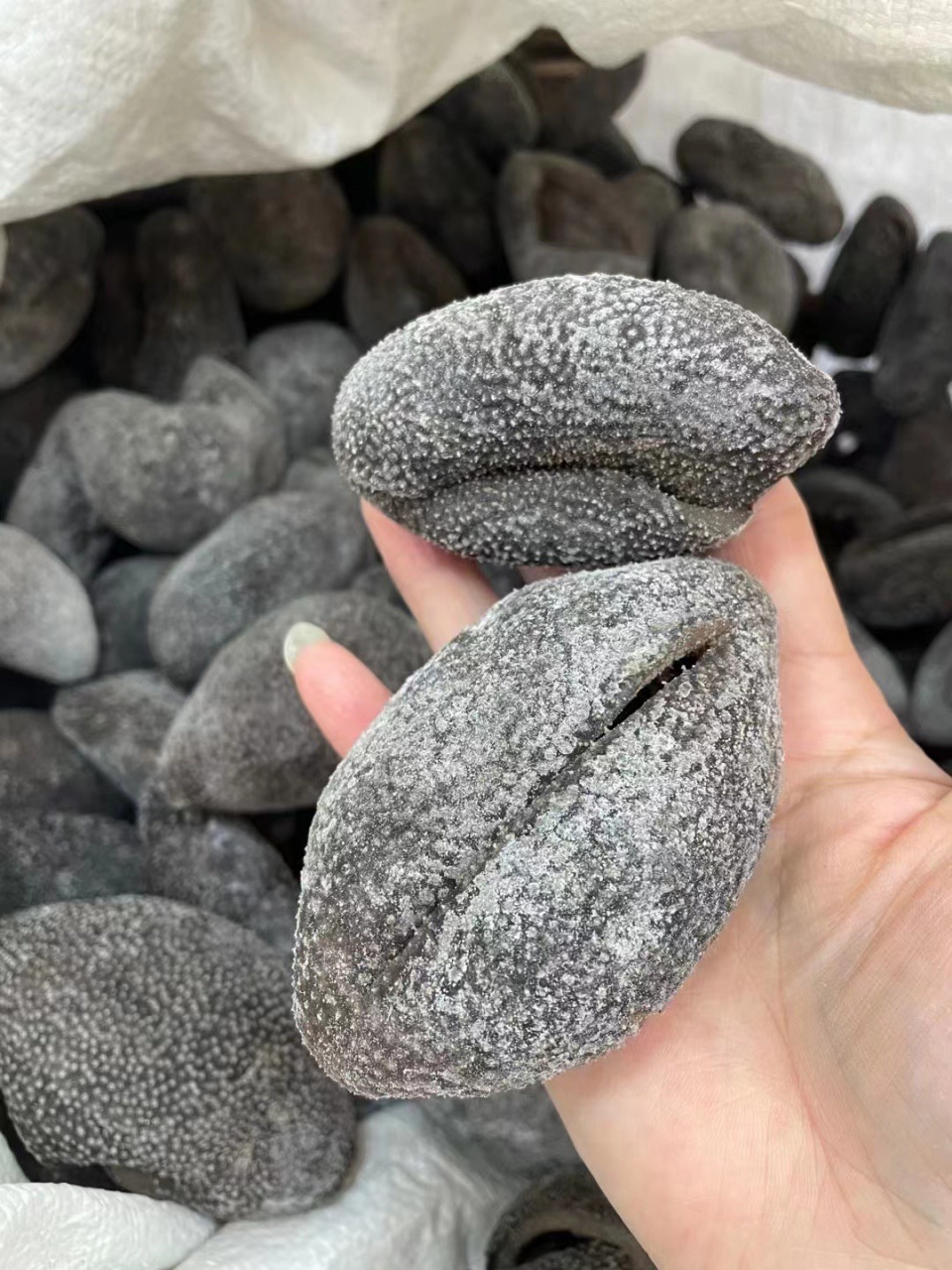 越南淡干球参   越南淡干球参海参补肾益精,润燥通便,健脑益智,防癌