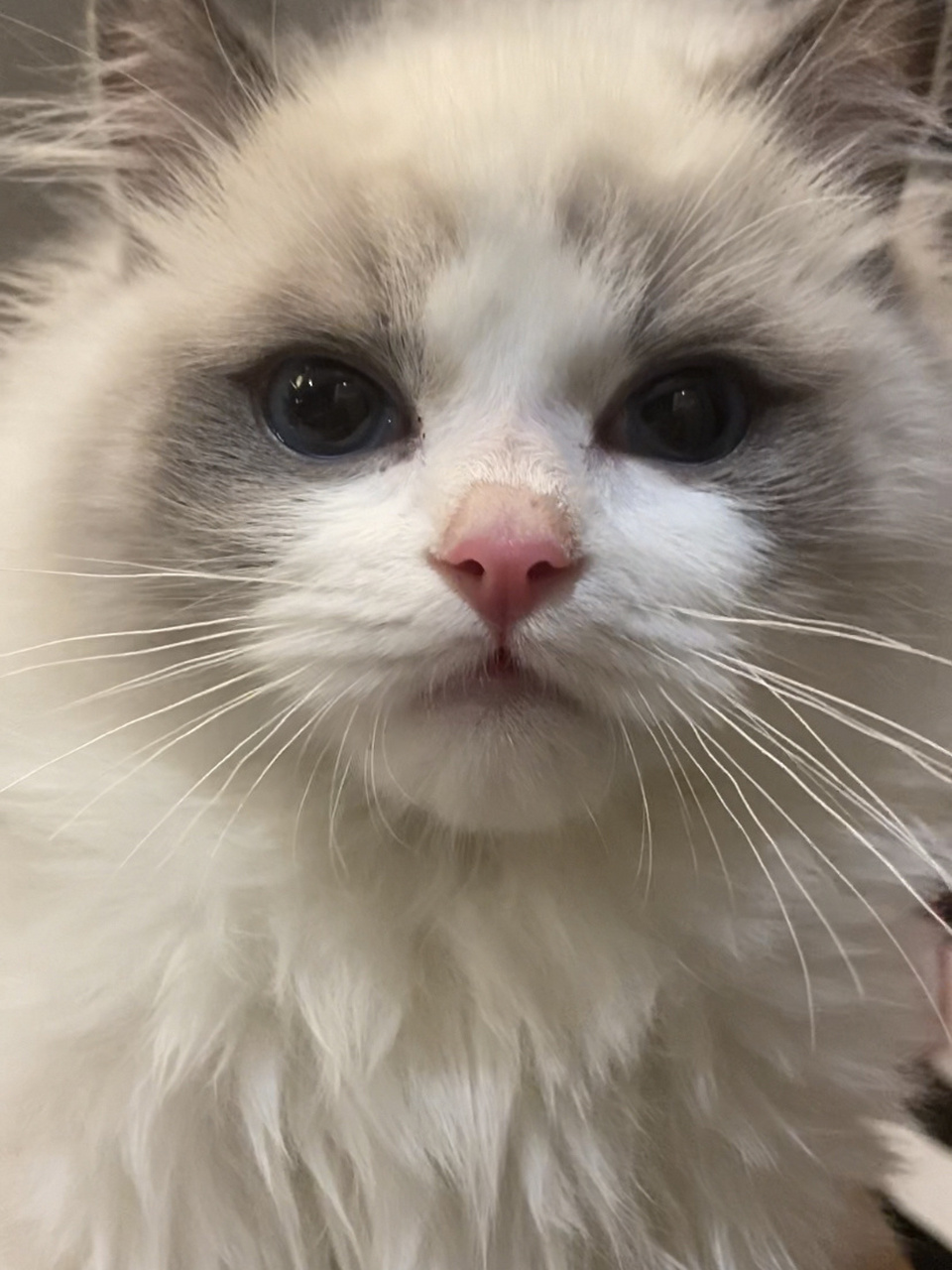 布偶猫鼻子掉毛是什么情况 刚买回来的布偶鼻子感觉有脱毛状况,这个