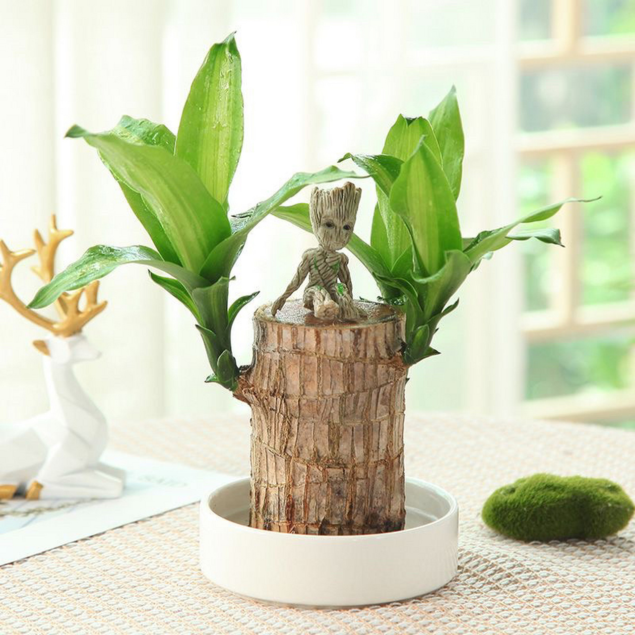 巴西木幸运桌面绿植 巴西木又名香龙血树(学名:dracaena fragrans (l.