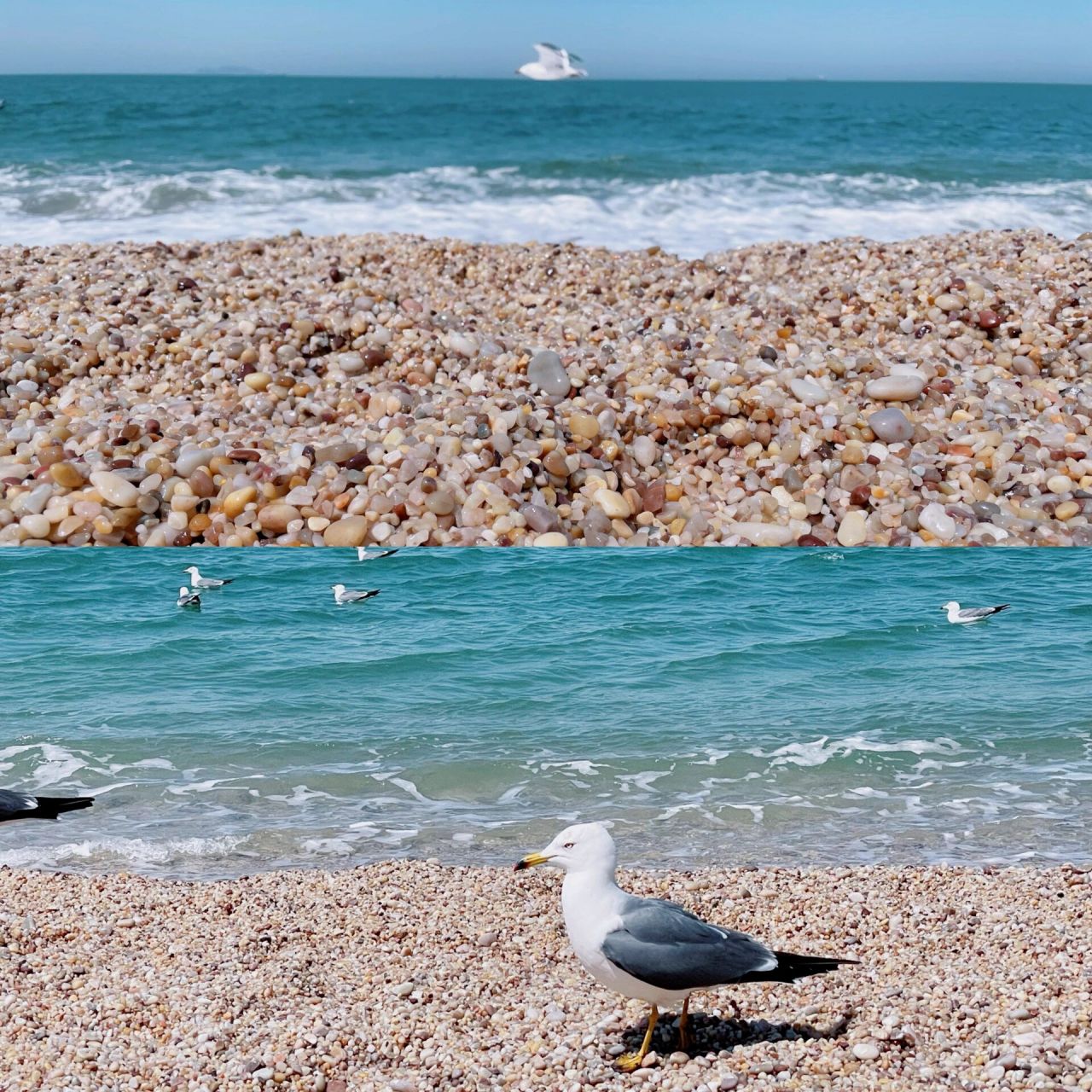 长岛月牙湾,太喜欢海上的鹅卵石了 月牙湾的鹅卵石真的太美了,岸上