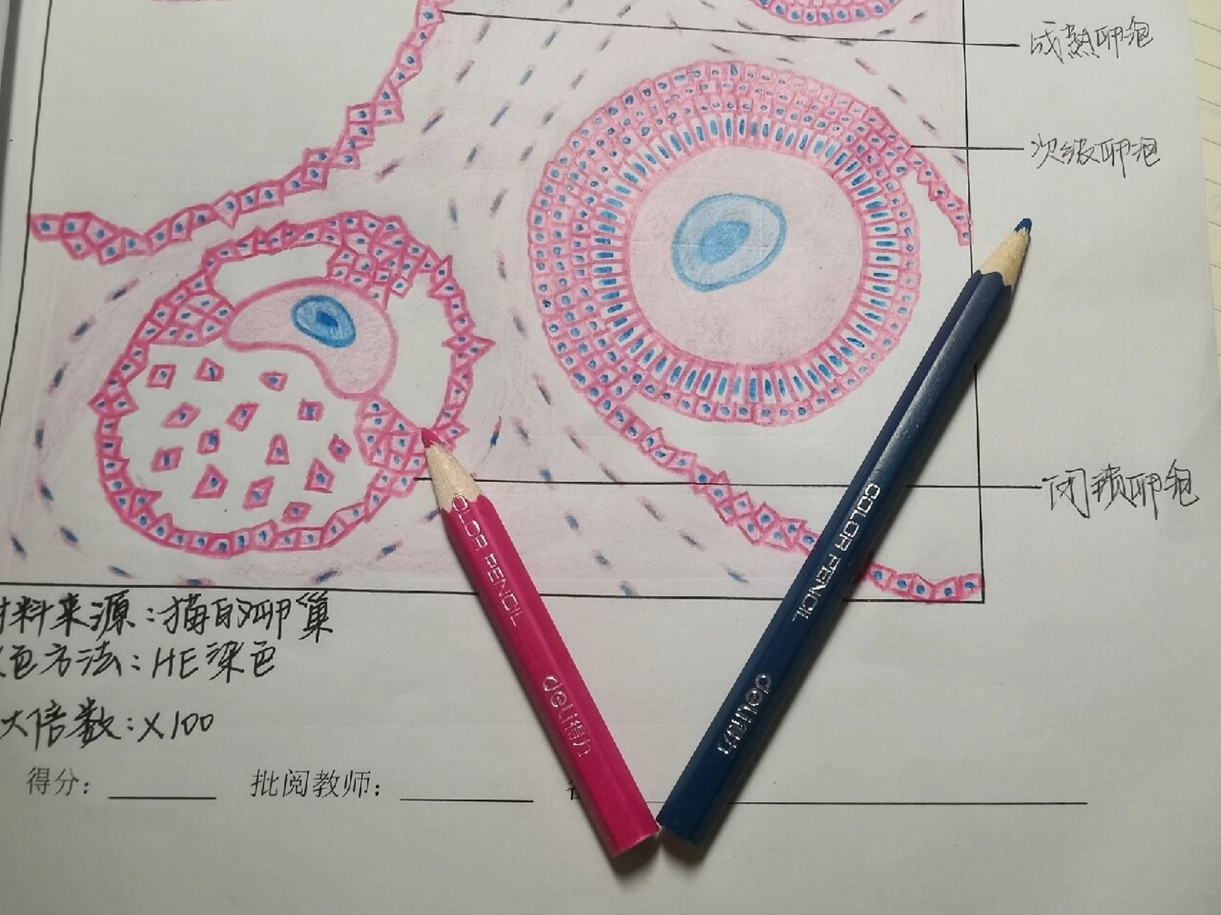 组织学与胚胎学绘图 卵巢  卵巢(我画图比较偏模式化,可能不太像它