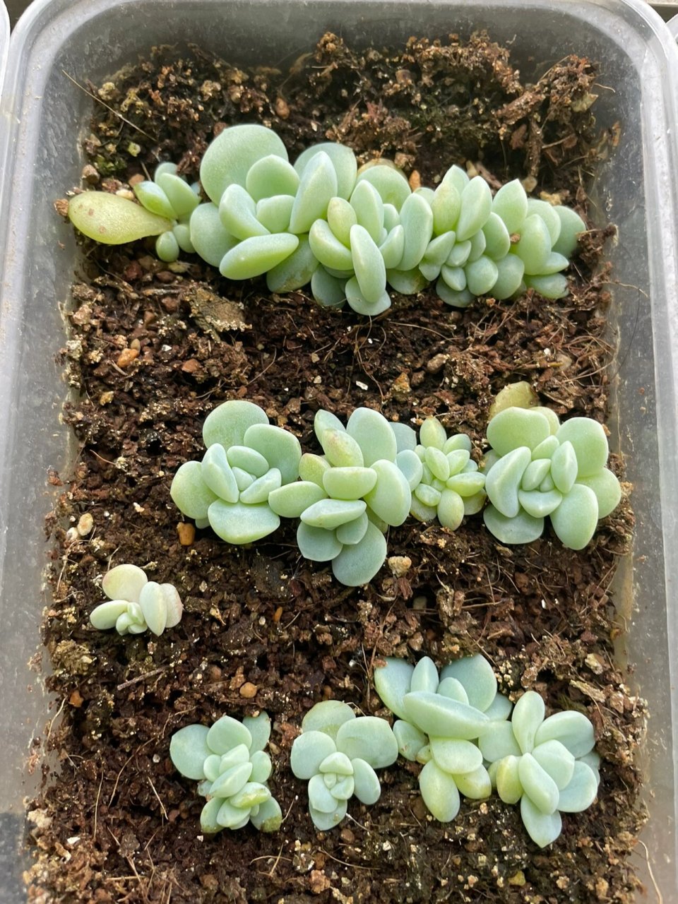 多肉植物【叶插养护之冰玉】 #多肉控#  #多肉冰玉# #多肉叶插# 个人